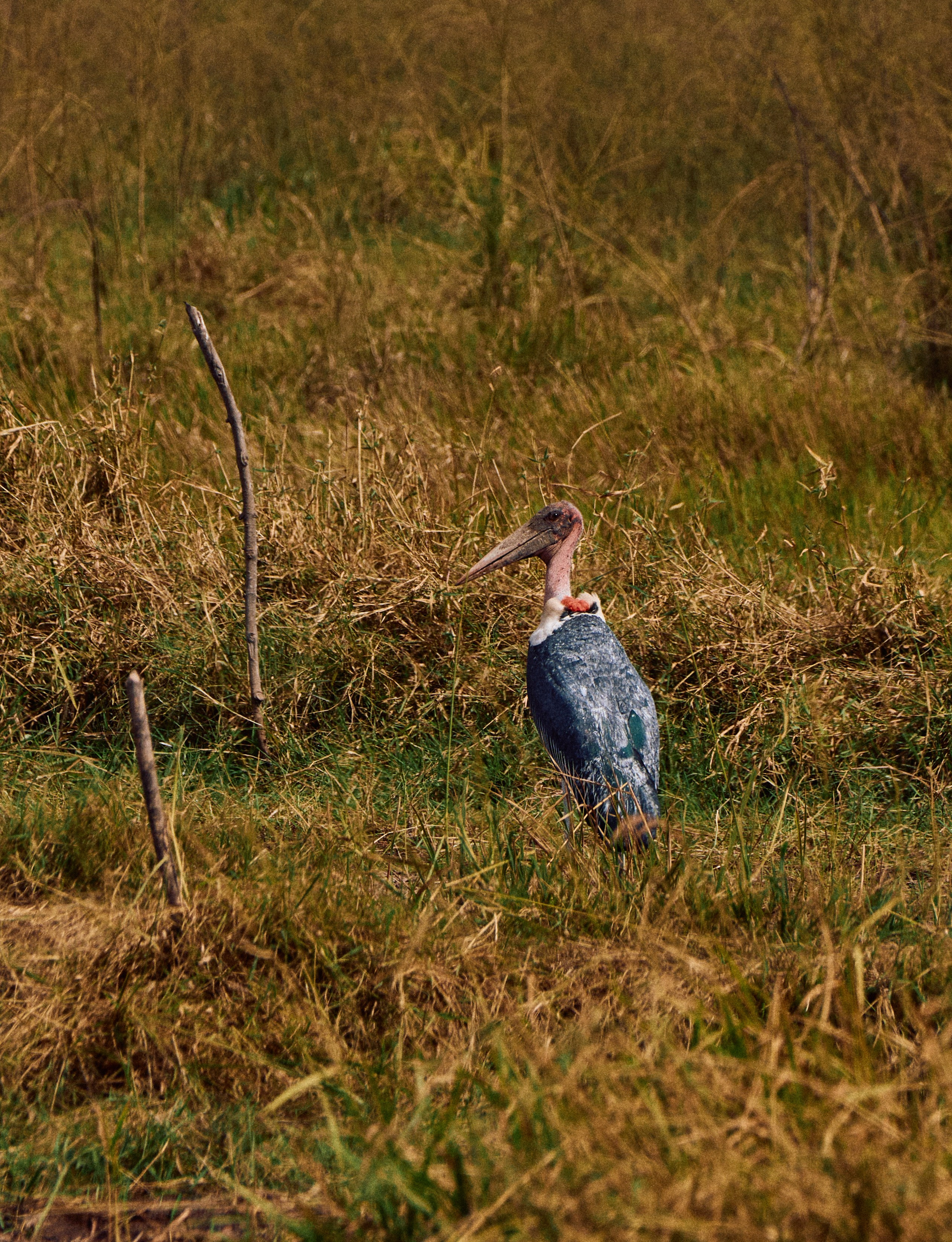 Gambia River. See the moment and catche. commercial and reportage