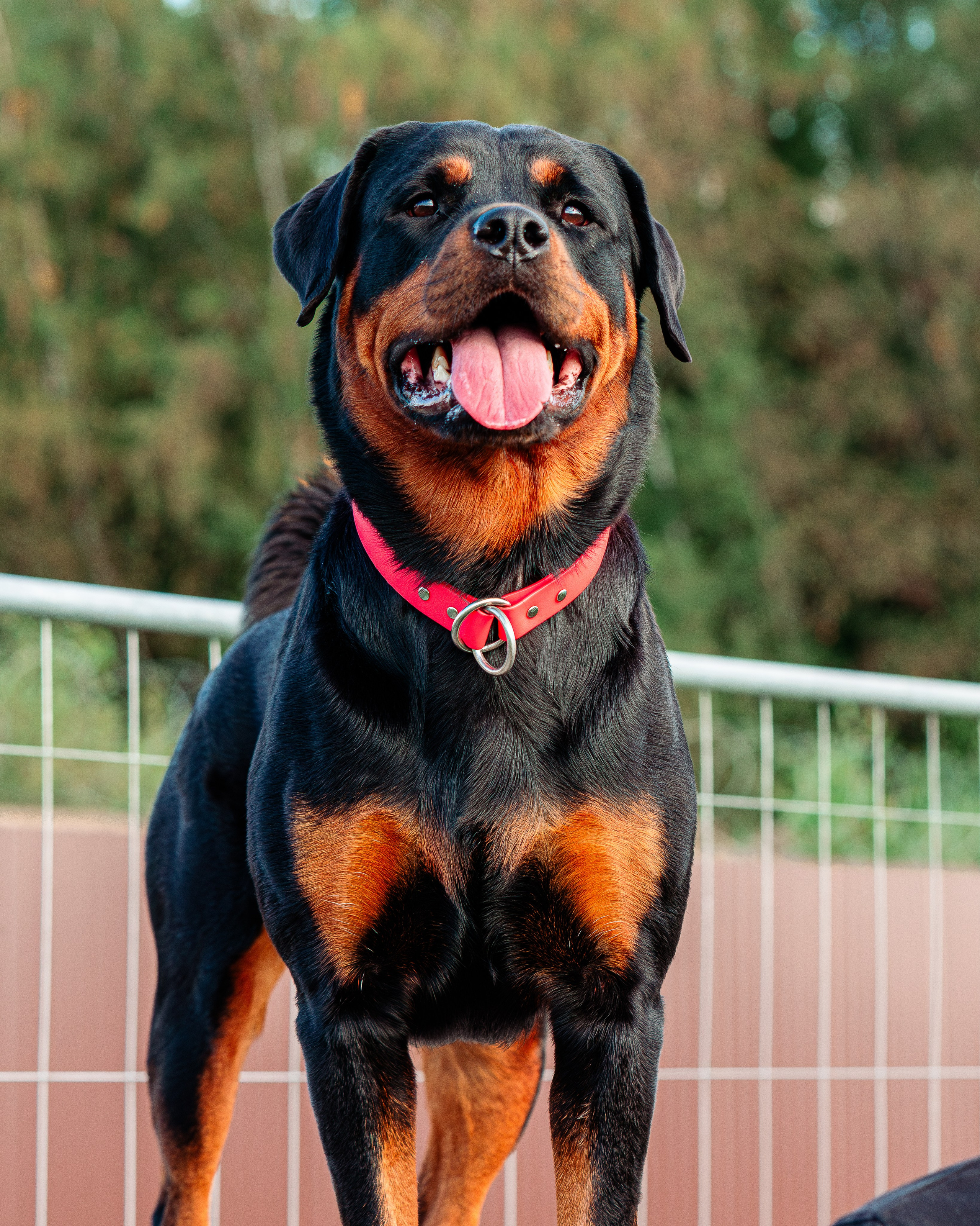 Ваш путь к ПОБЕДЕ (ТРЕНИРОВКИ). Фотограф-анималист, семейный фотограф в Москве и Подмосковье. Фотосъёмка кинологических дисциплин