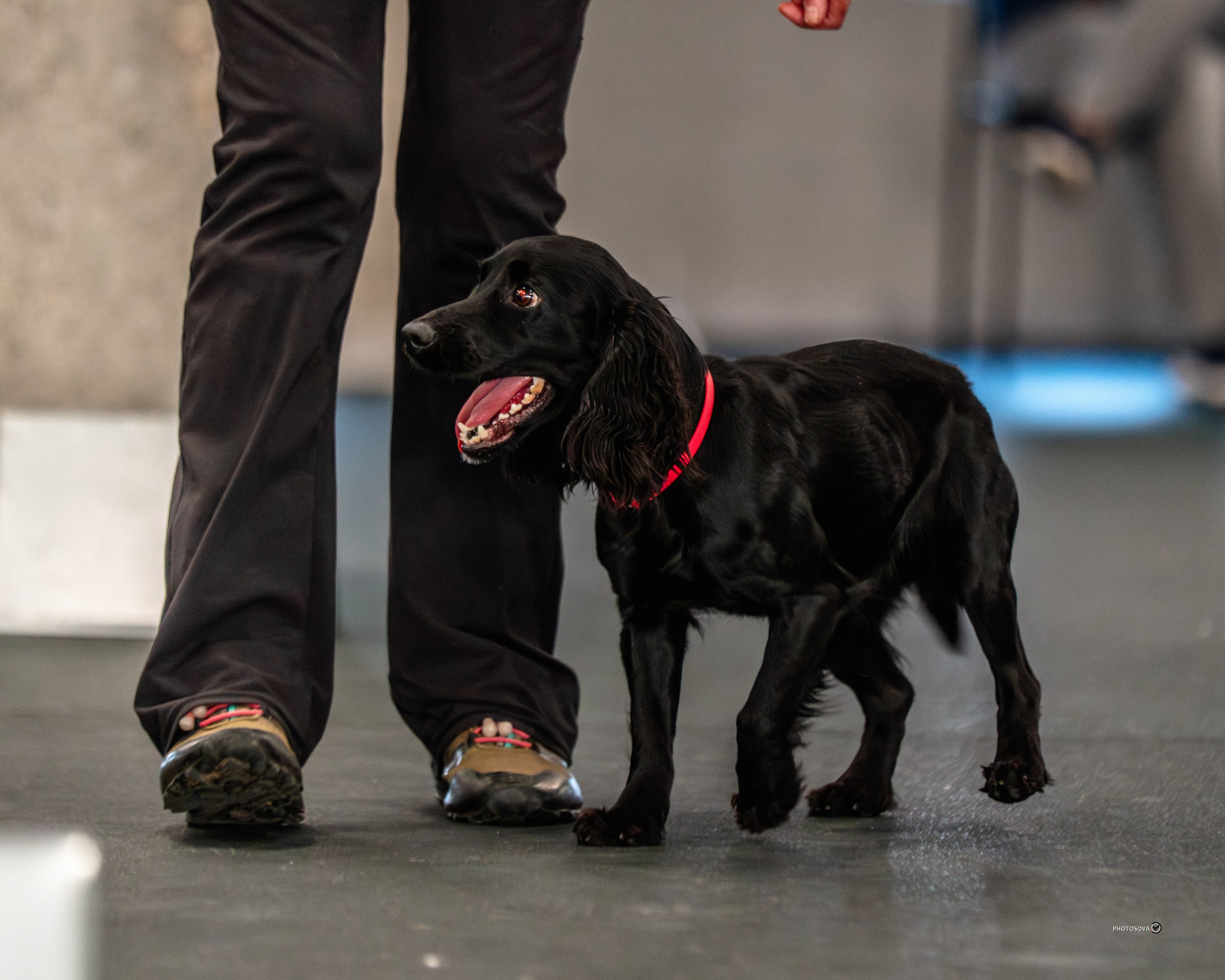 ТЫ И Я (соревнования по ралли-обидиенс). Фотограф-анималист, семейный фотограф в Москве и Подмосковье. Фотосъёмка кинологических дисциплин