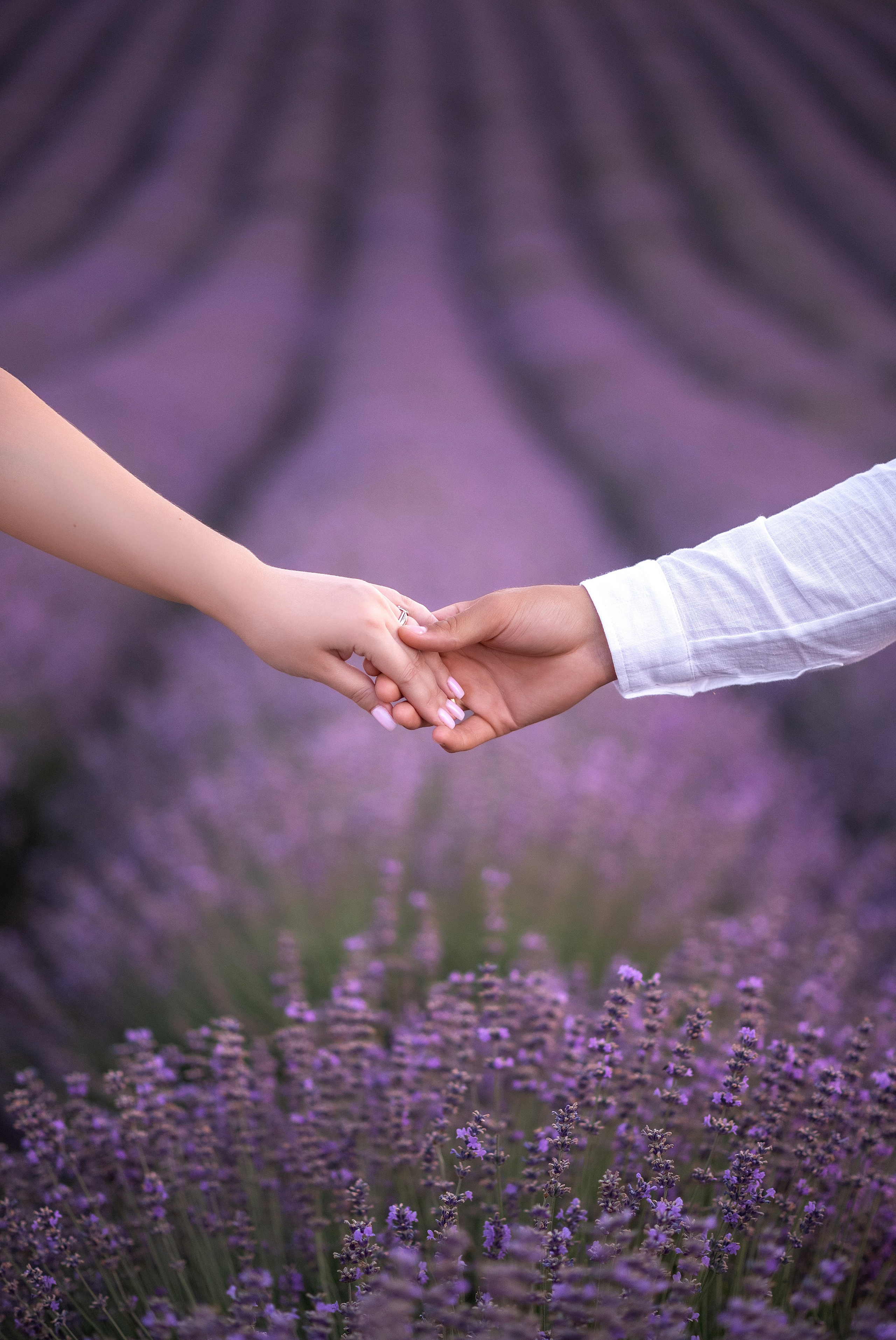 Лаванда. Фотограф в Крыму Дарья Колесник