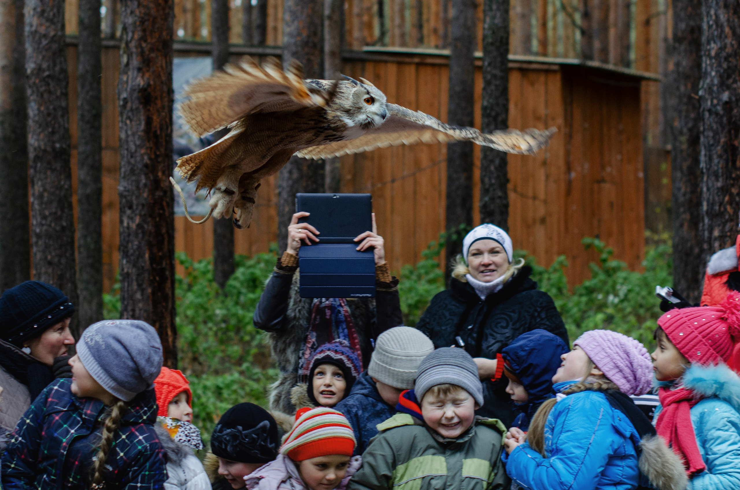 Животные. Фото, видео, монтаж