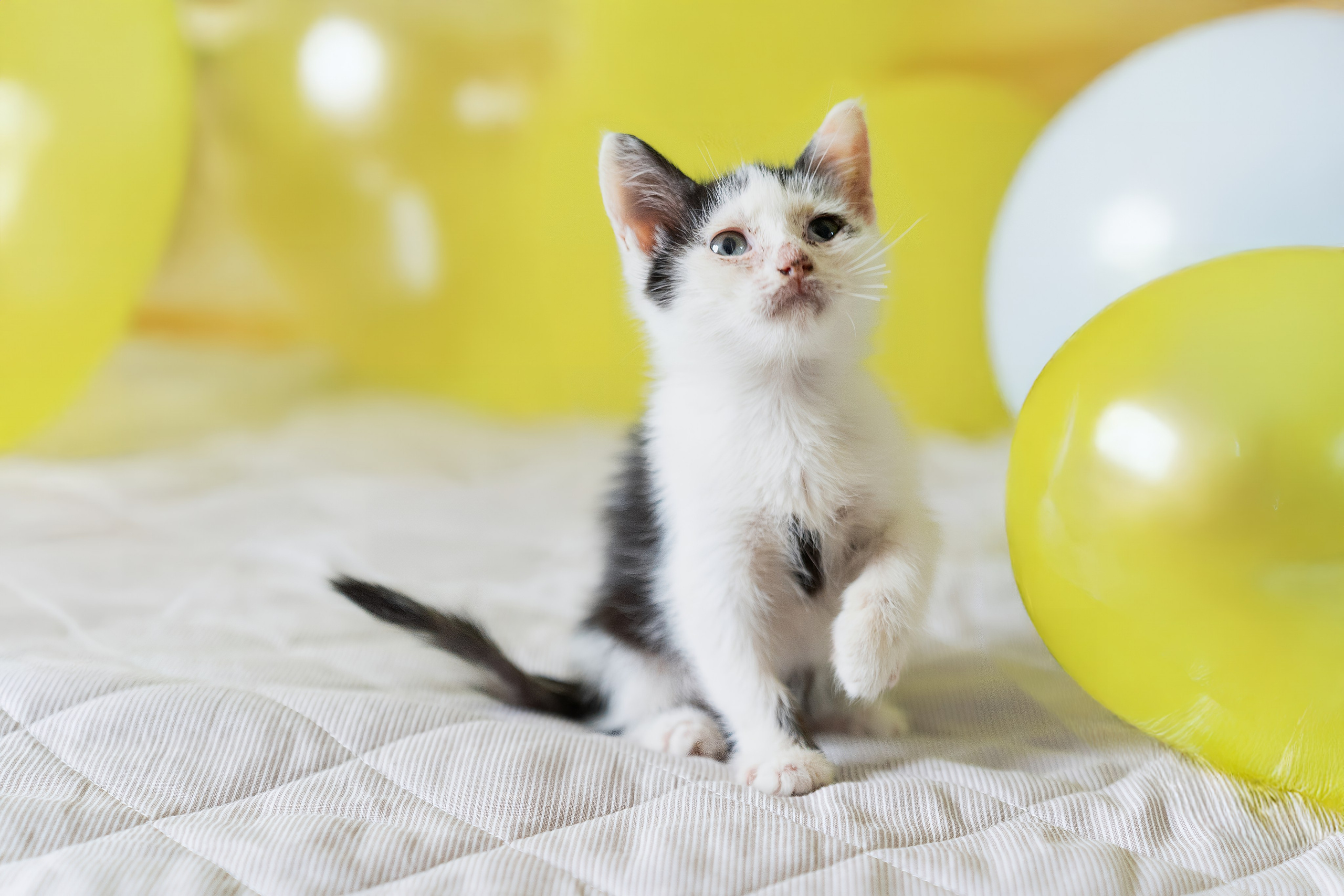 Благотворительная съёмка для котят в Москве. Портретный фотограф в Москве Фарид Леонов