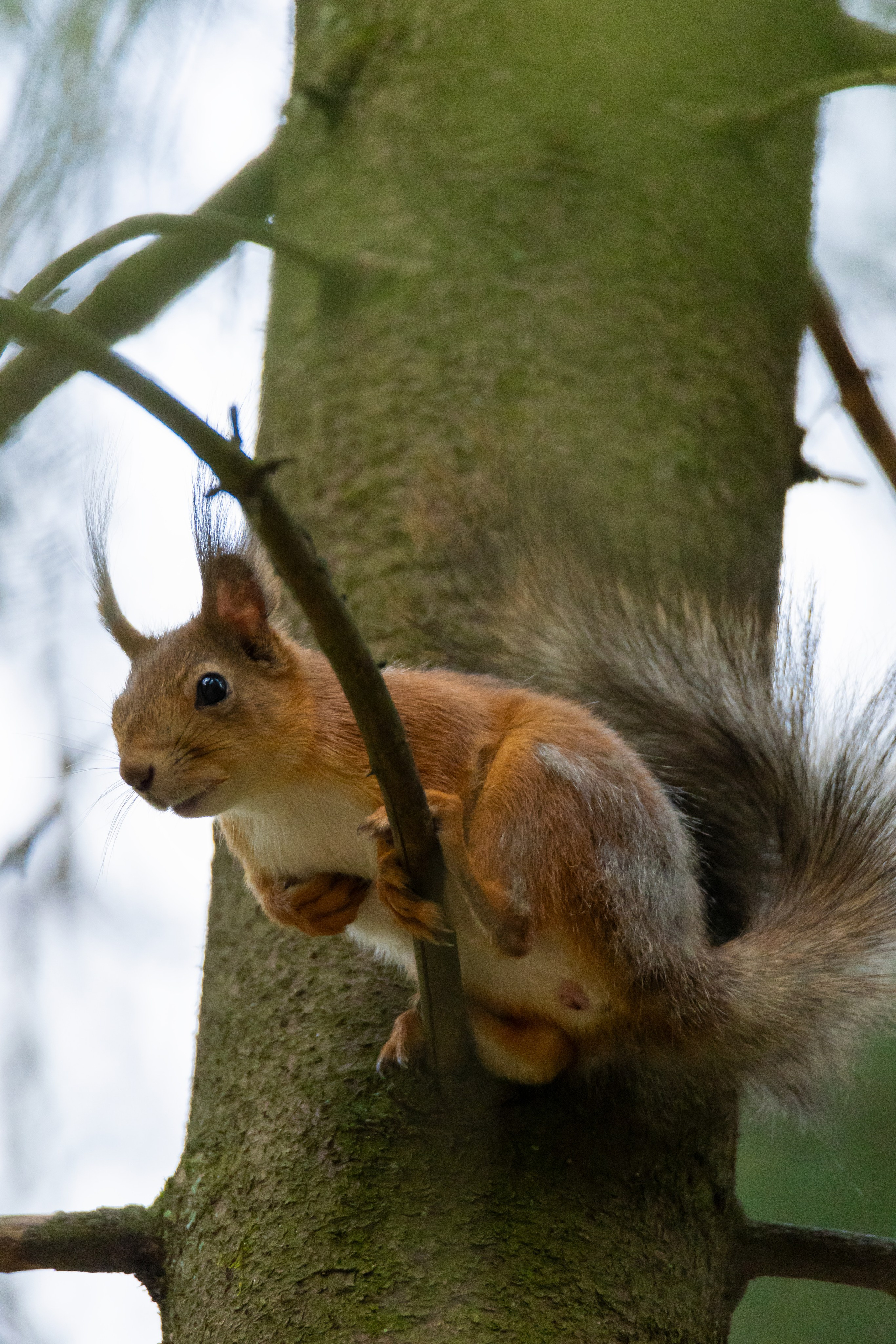 Дикая природа. Photomantis