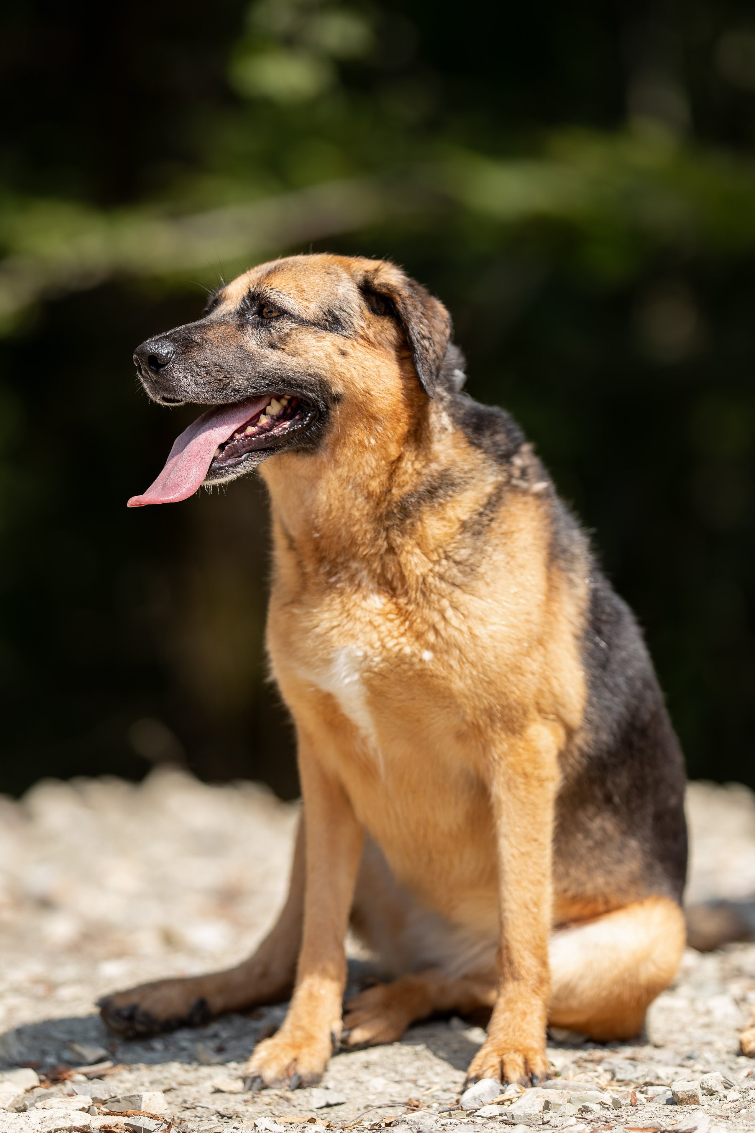 Мини-приют «Возрождение». Ирина Голомб|Фотограф-анималист в  Сочи и Калининграде