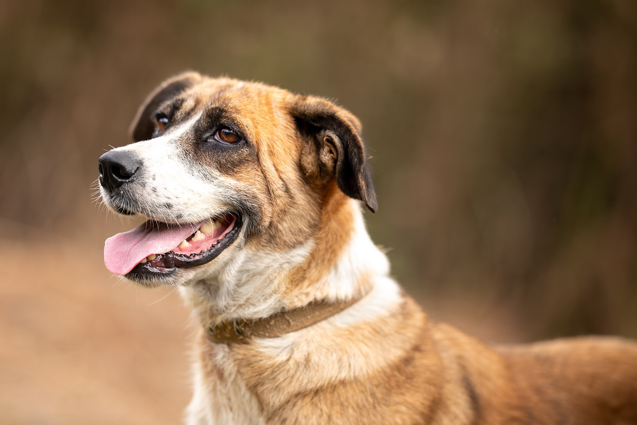 Приют Бим. Ирина Голомб|Фотограф-анималист в  Сочи и Калининграде