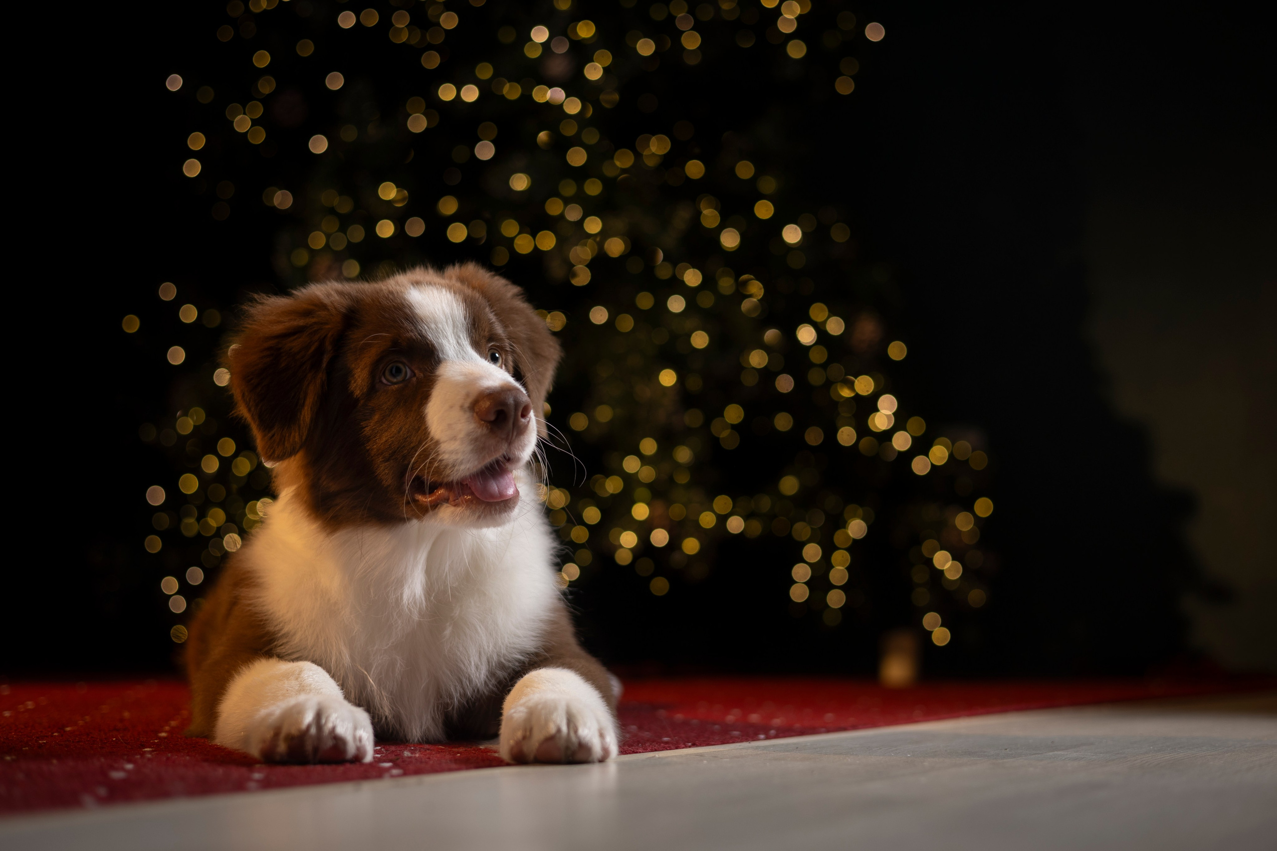 Дин, Австралийская Овчарка. Ирина Голомб|Фотограф-анималист в  Сочи и Калининграде