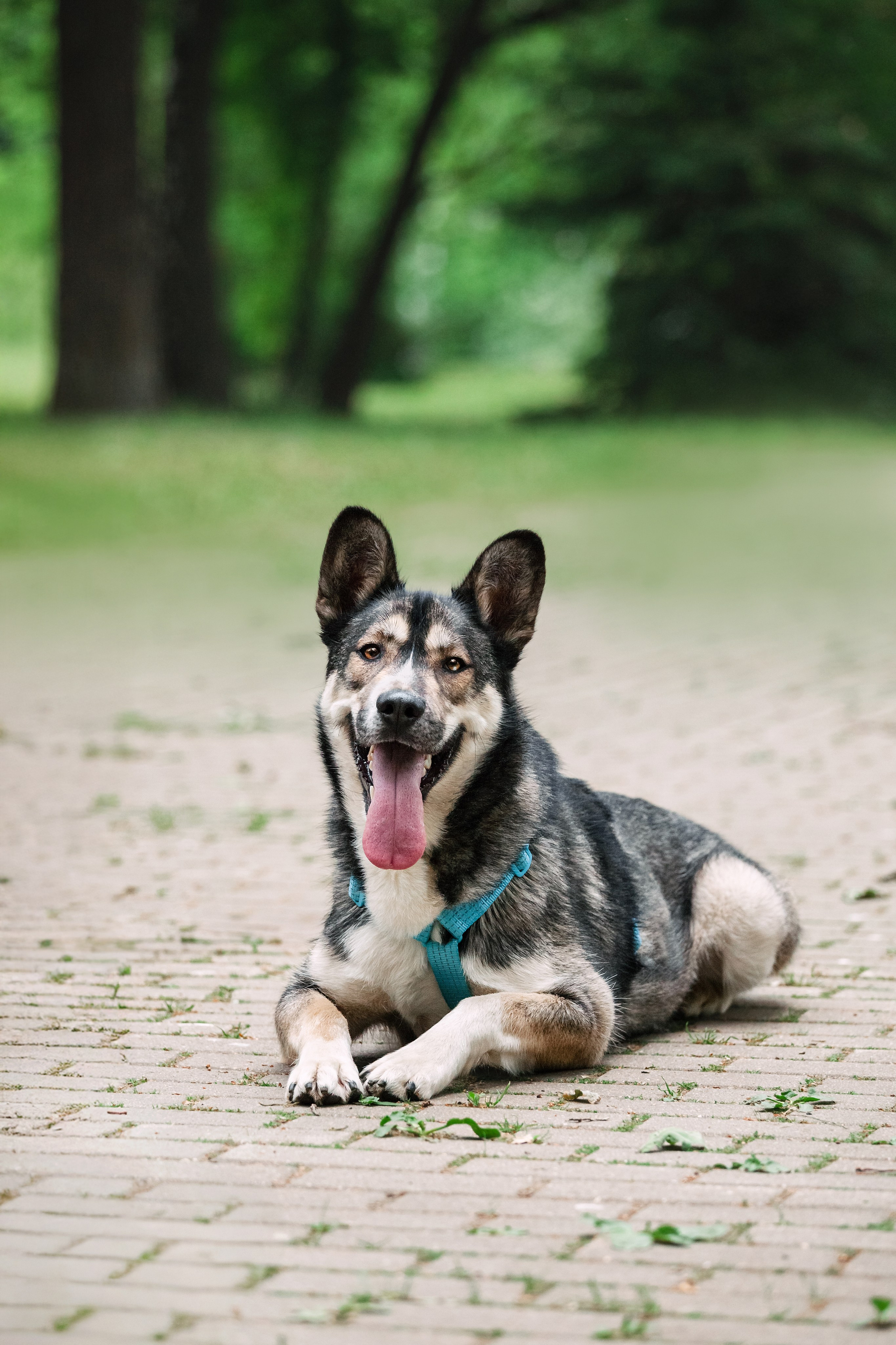 Собаки из приюта Дубовая роща лето 2025. Фотограф-анималист Татьяна Степанова