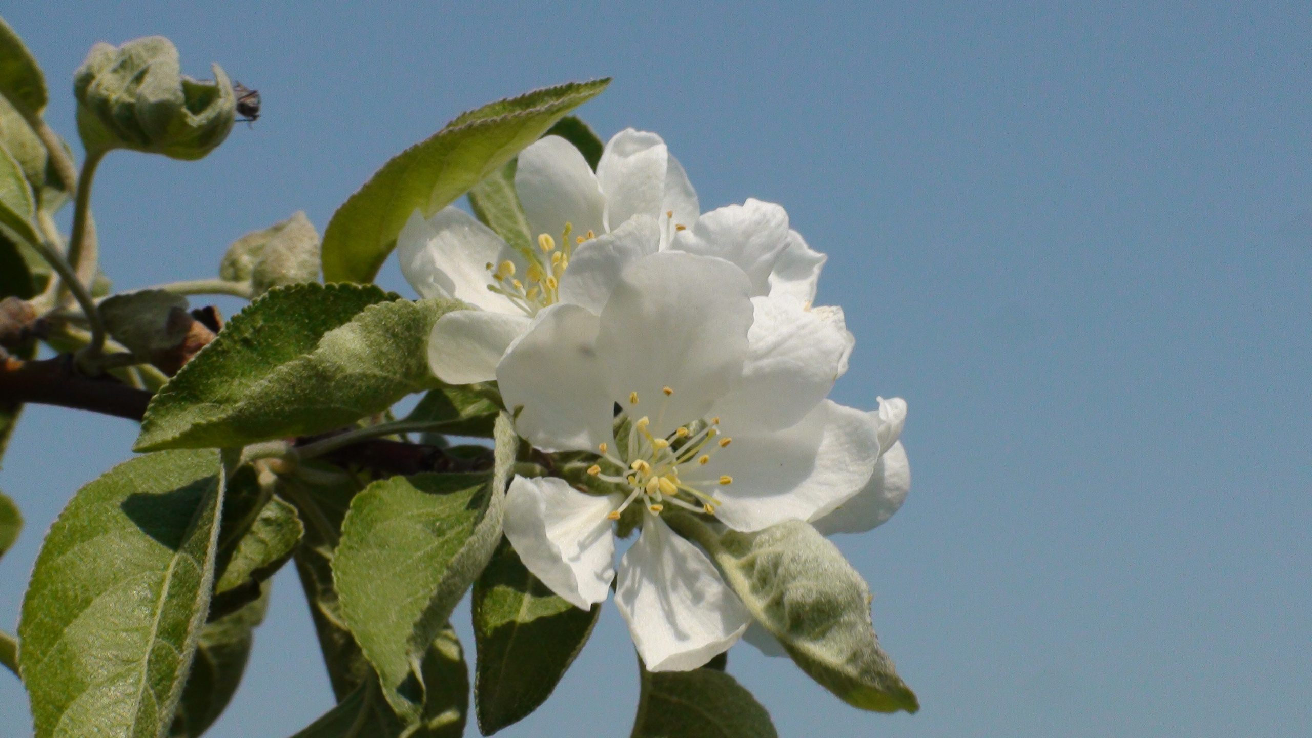 Дача 07.06.2009. Семейный, Свадебный фотограф СПБ Питер— Романова Екатерина