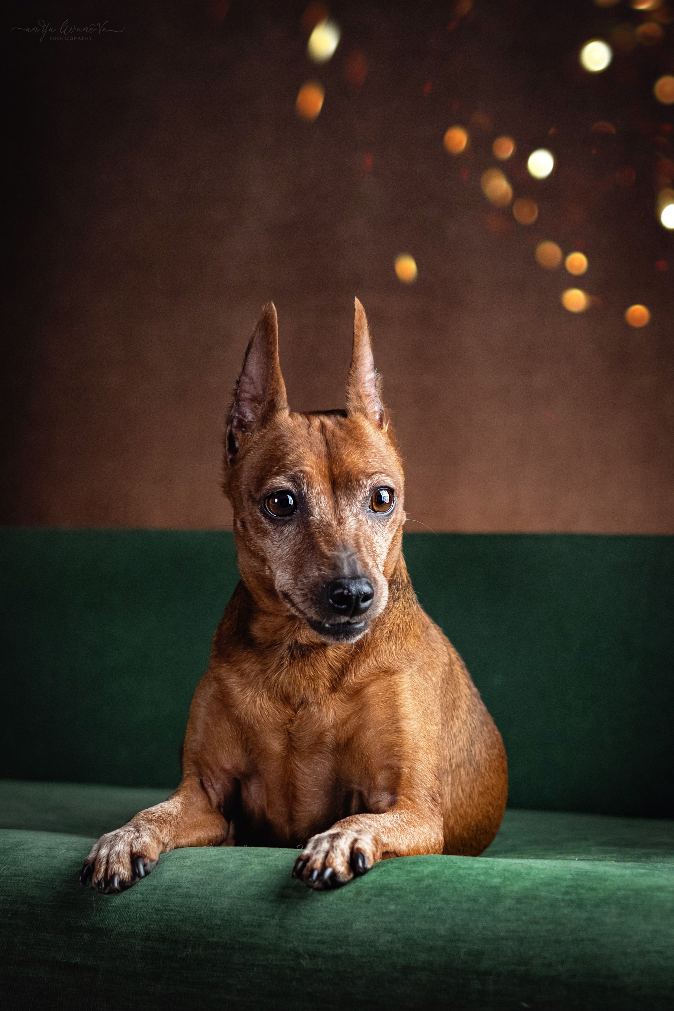 Новогодняя атмосфера в «Simply the Best». Фотограф анималист Аня Ливанова | Рыбинск