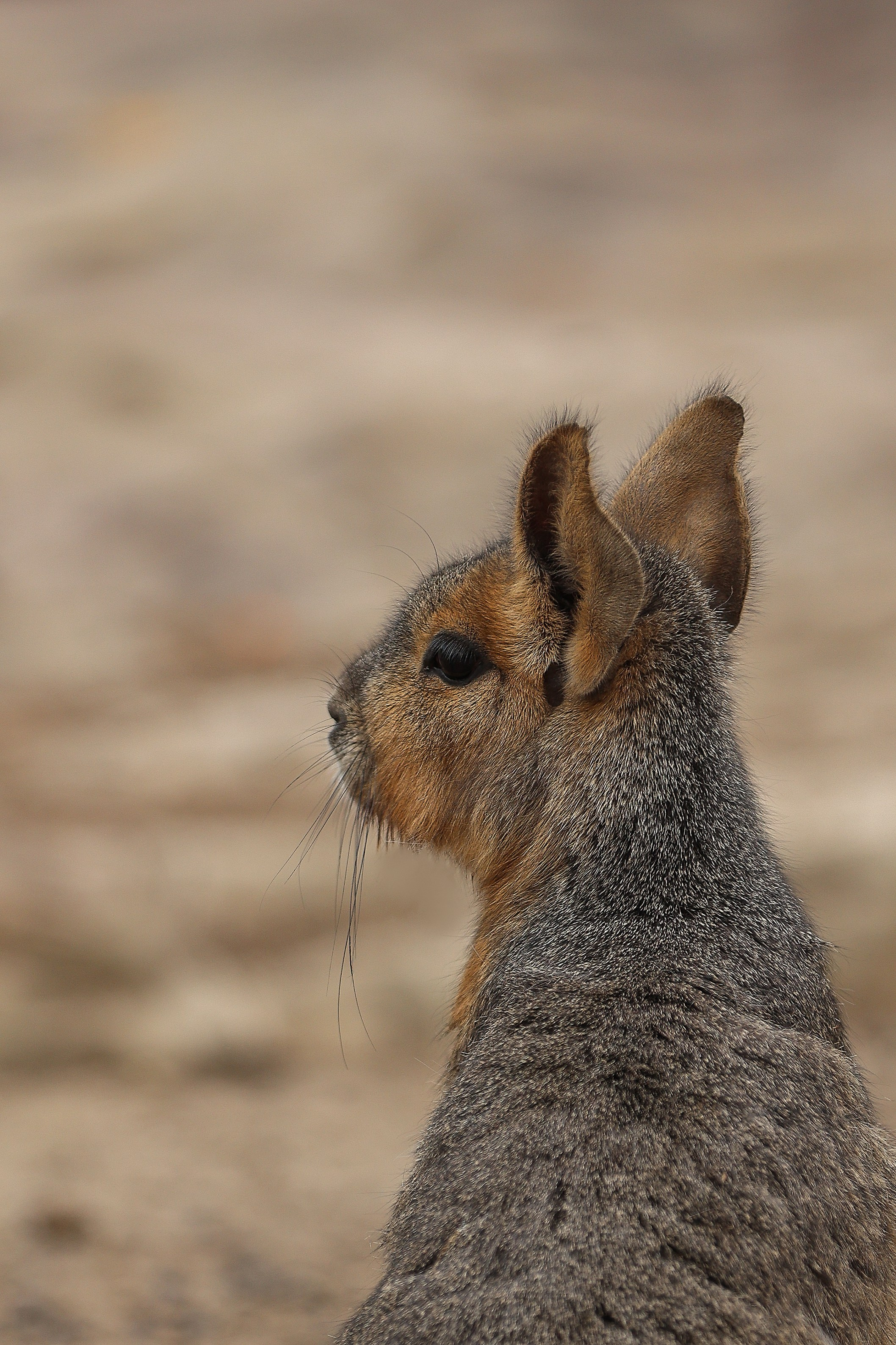 Зоопарк Малинки. Фотограф-АниМалист Анна Абрамова