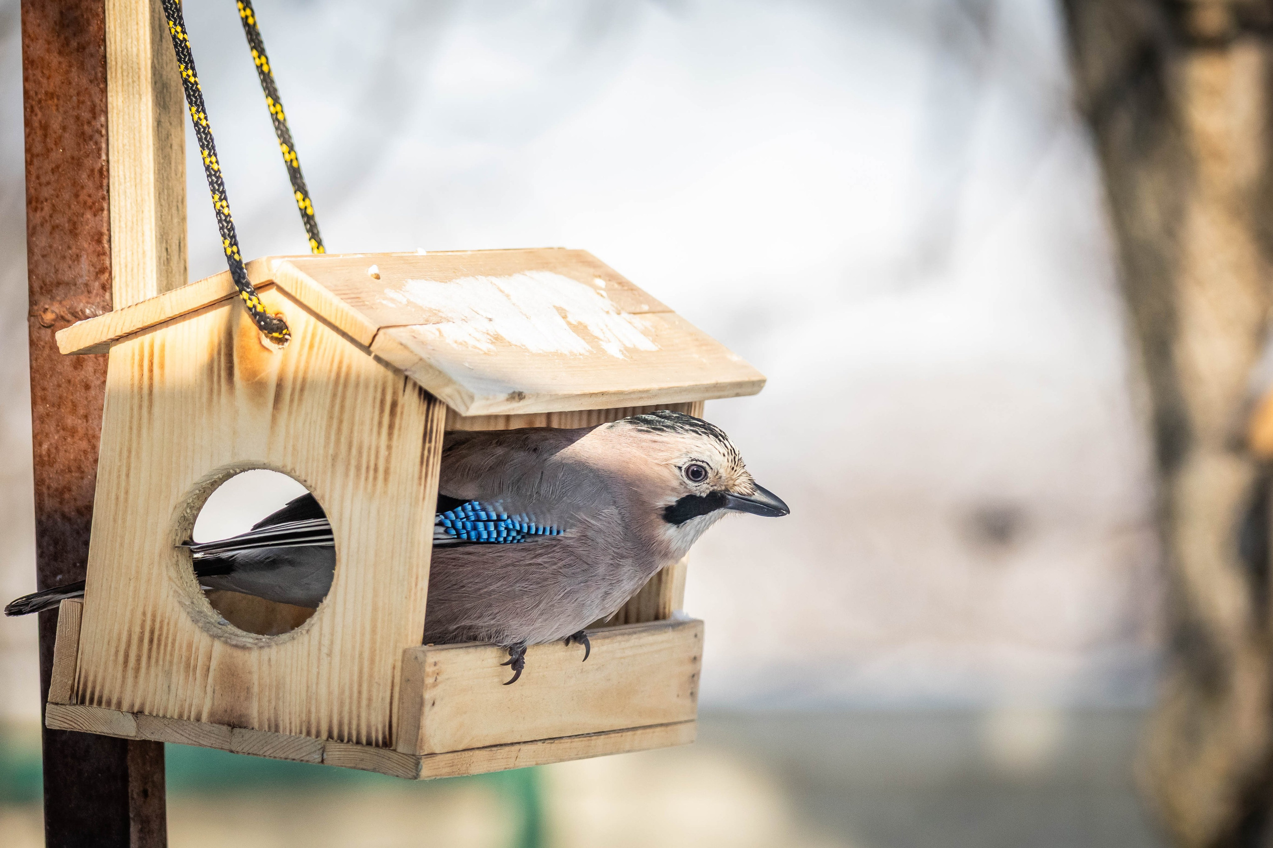 Дикий животный мир. Фотограф-АниМалист Анна Абрамова