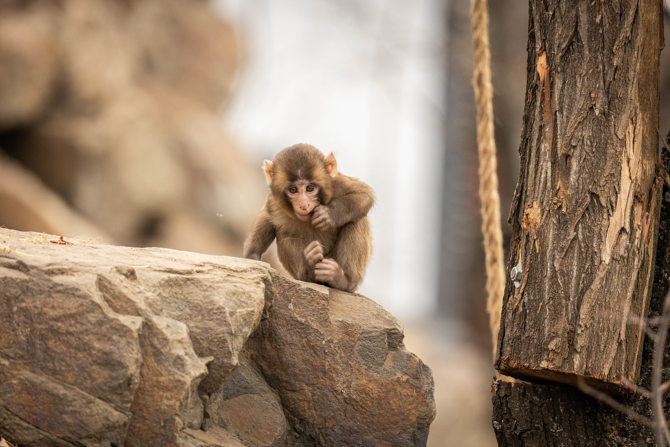 Парк Малинки 2026. Фотограф-АниМалист Анна Абрамова