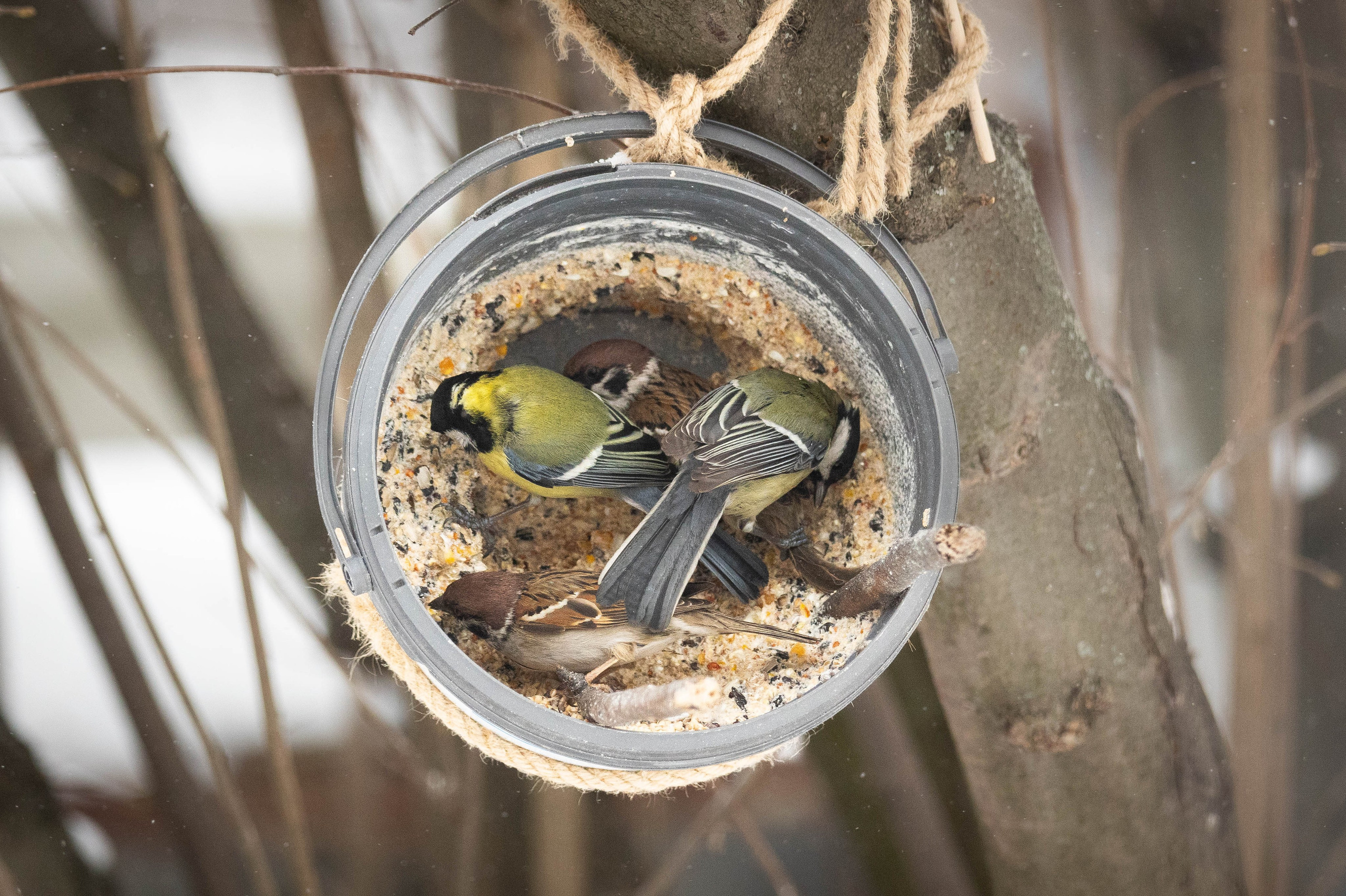 Дикий животный мир. Фотограф-АниМалист Анна Абрамова