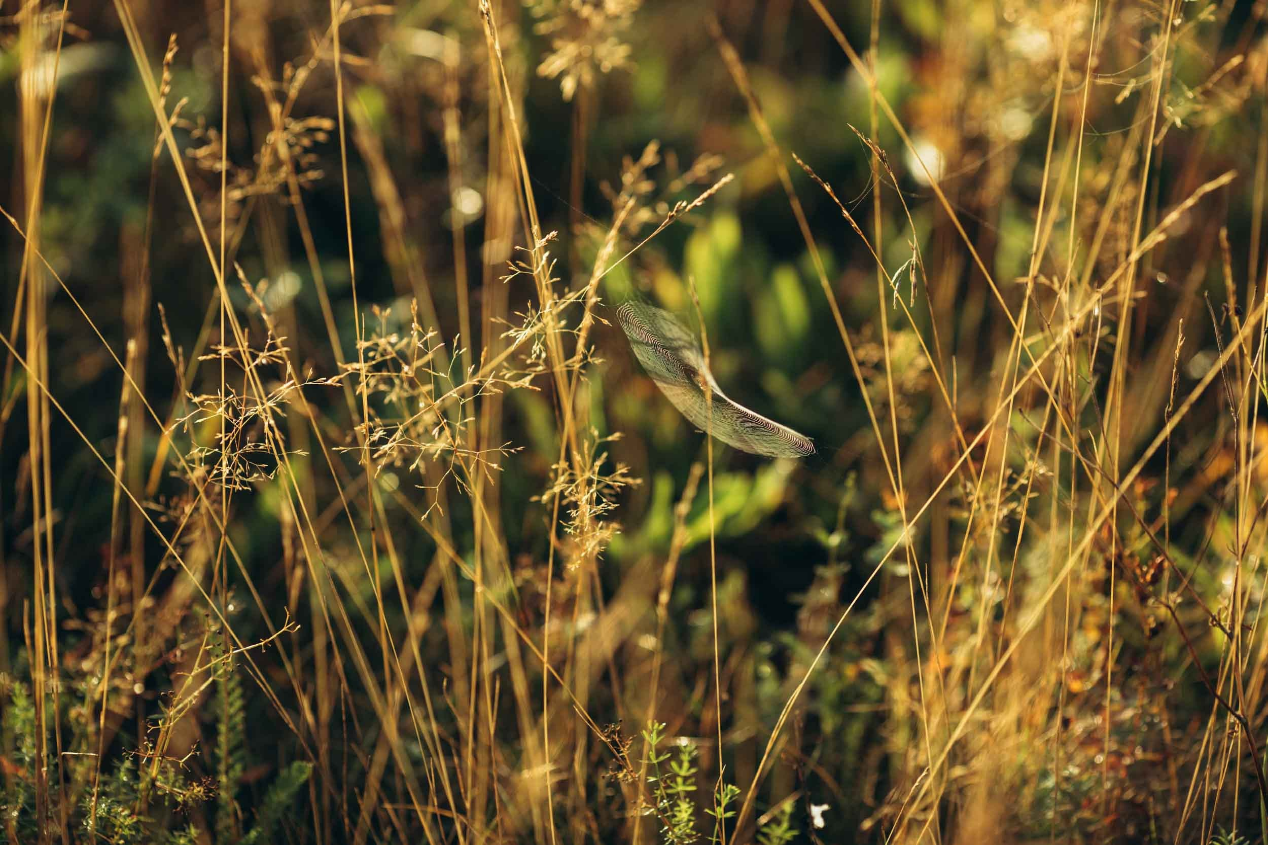 Природные пейзажи. Наталия Клевинскас портретный фотограф в Костроме