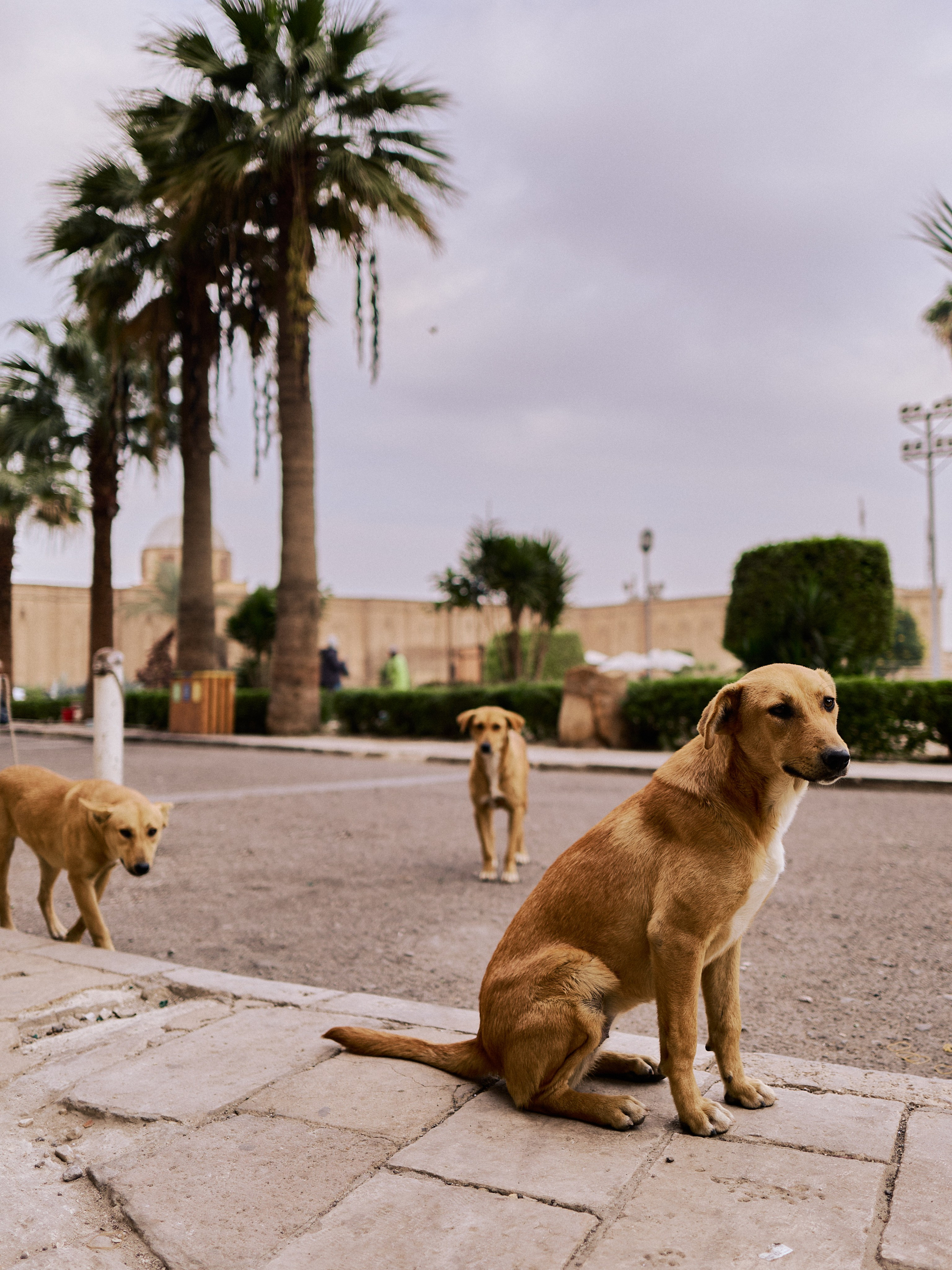 Другое 4. Jorgis — фотограф в Хургаде / обучение фотографии