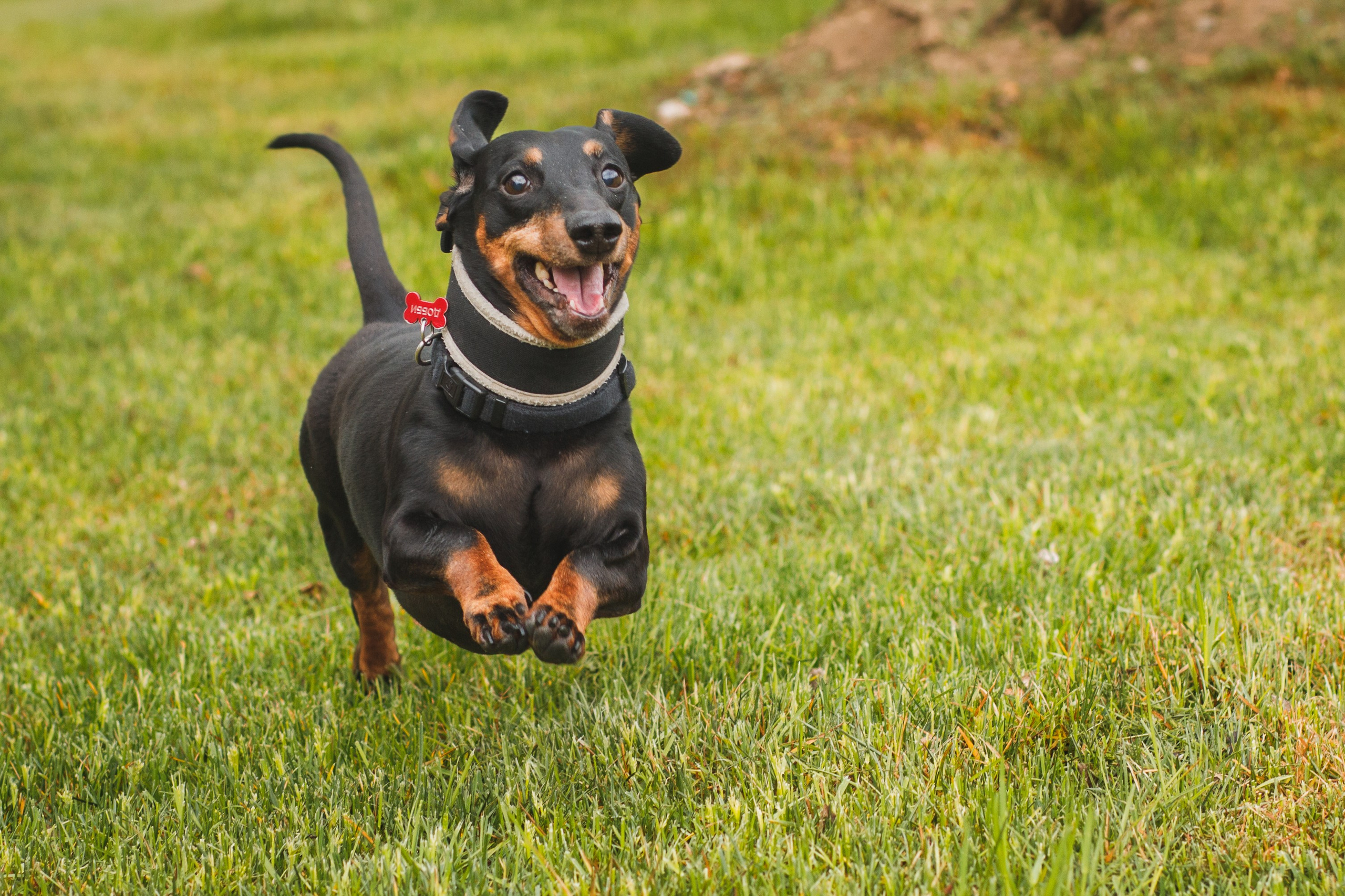 Фотопрогулка большой семьи с двумя собаками летом. Семейный и школьный фотограф в Москве Анна Ткач