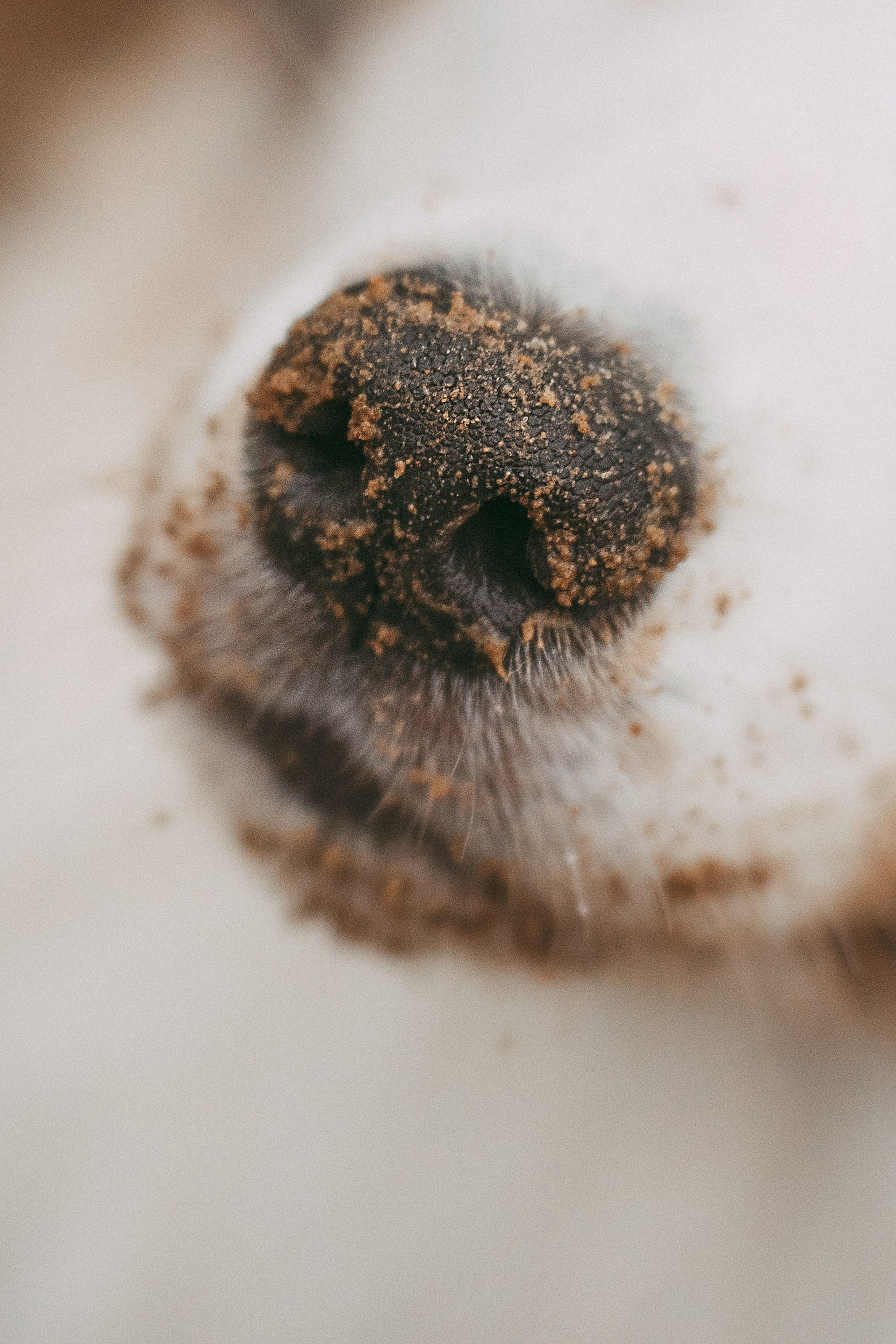 Лиза и Бублик. Фотограф анималист в Москве и Санкт-Петербурге Свиридова Анна