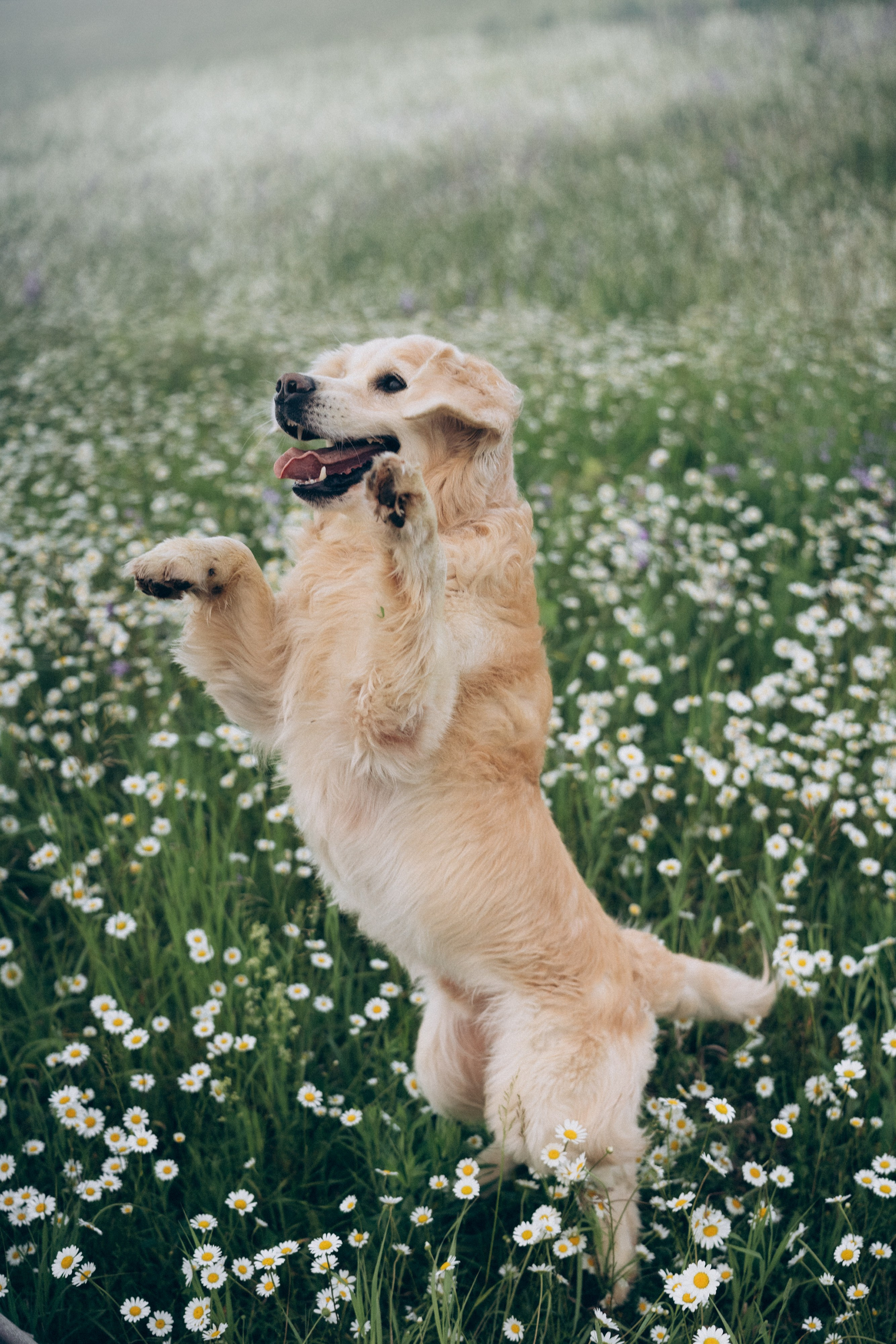 Кристина, Александр, Каролина, Владлен и Космос. Фотограф анималист в Москве и Санкт-Петербурге Свиридова Анна