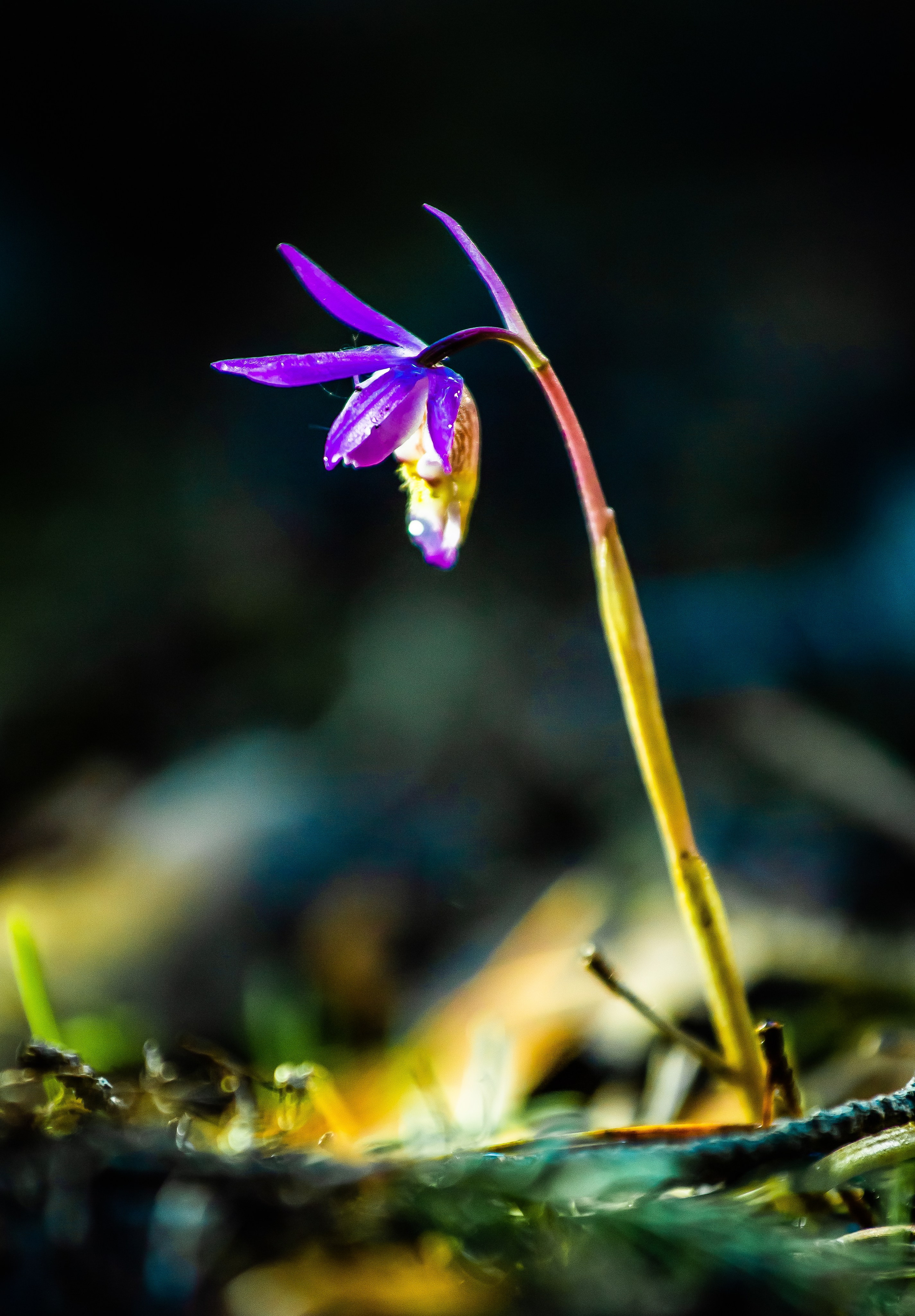 Макро. Авторские туры с профессиональным фотографом