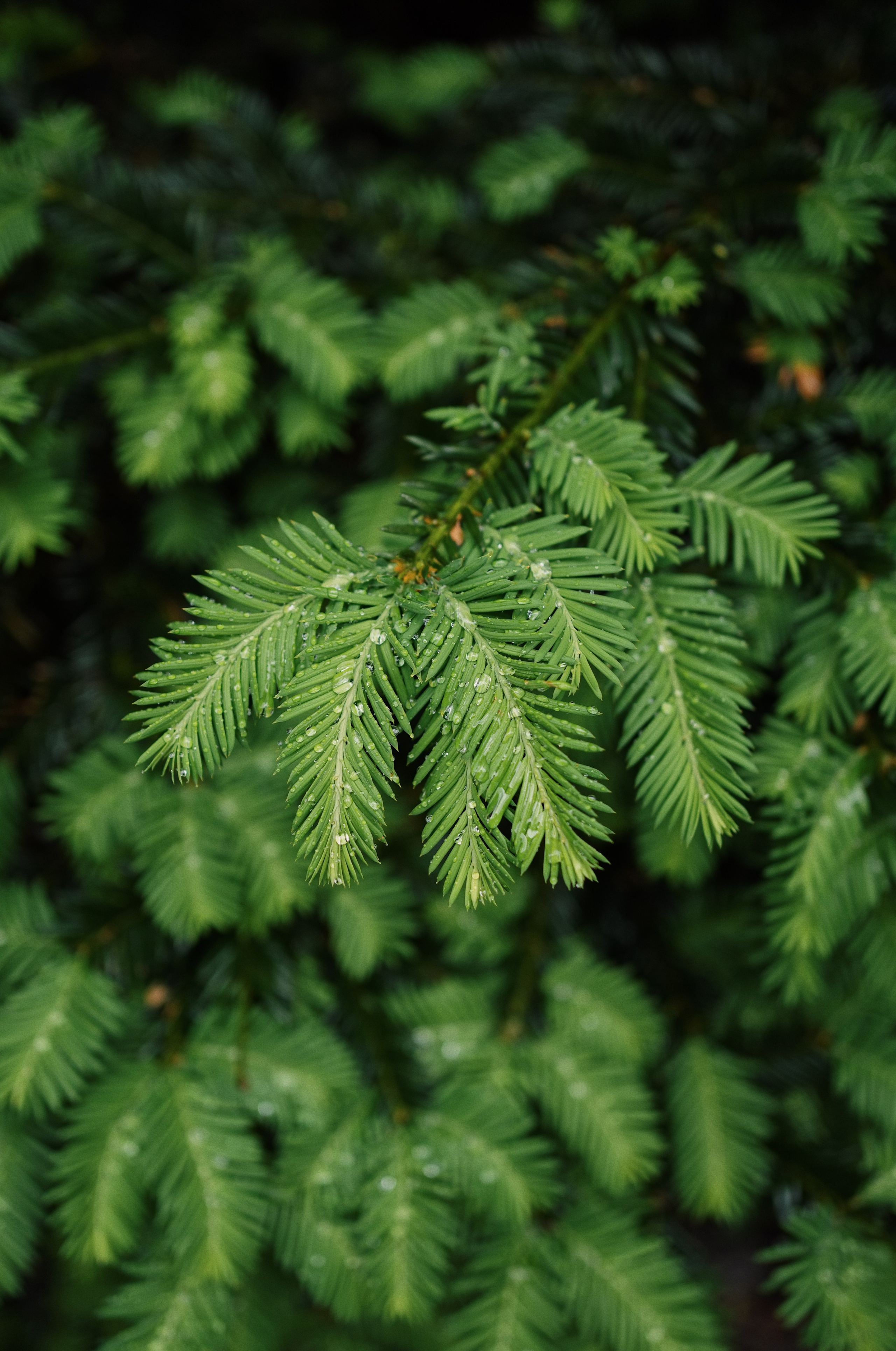 Botanical garden cards. Ксения Копна. Фотограф из Санкт-Петербурга