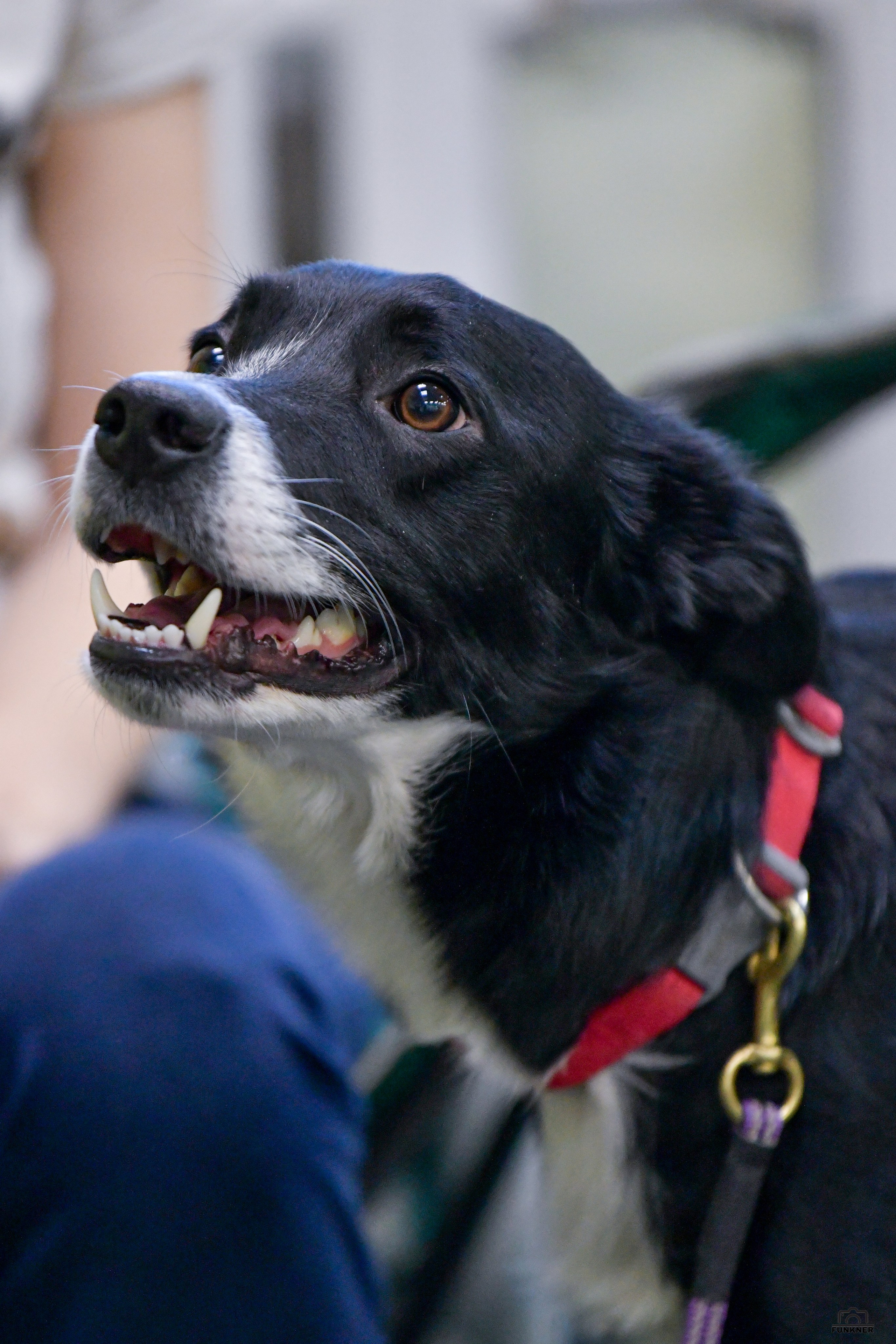 Кинологический клуб «Бодрый хвост». Свой взгляд через объектив