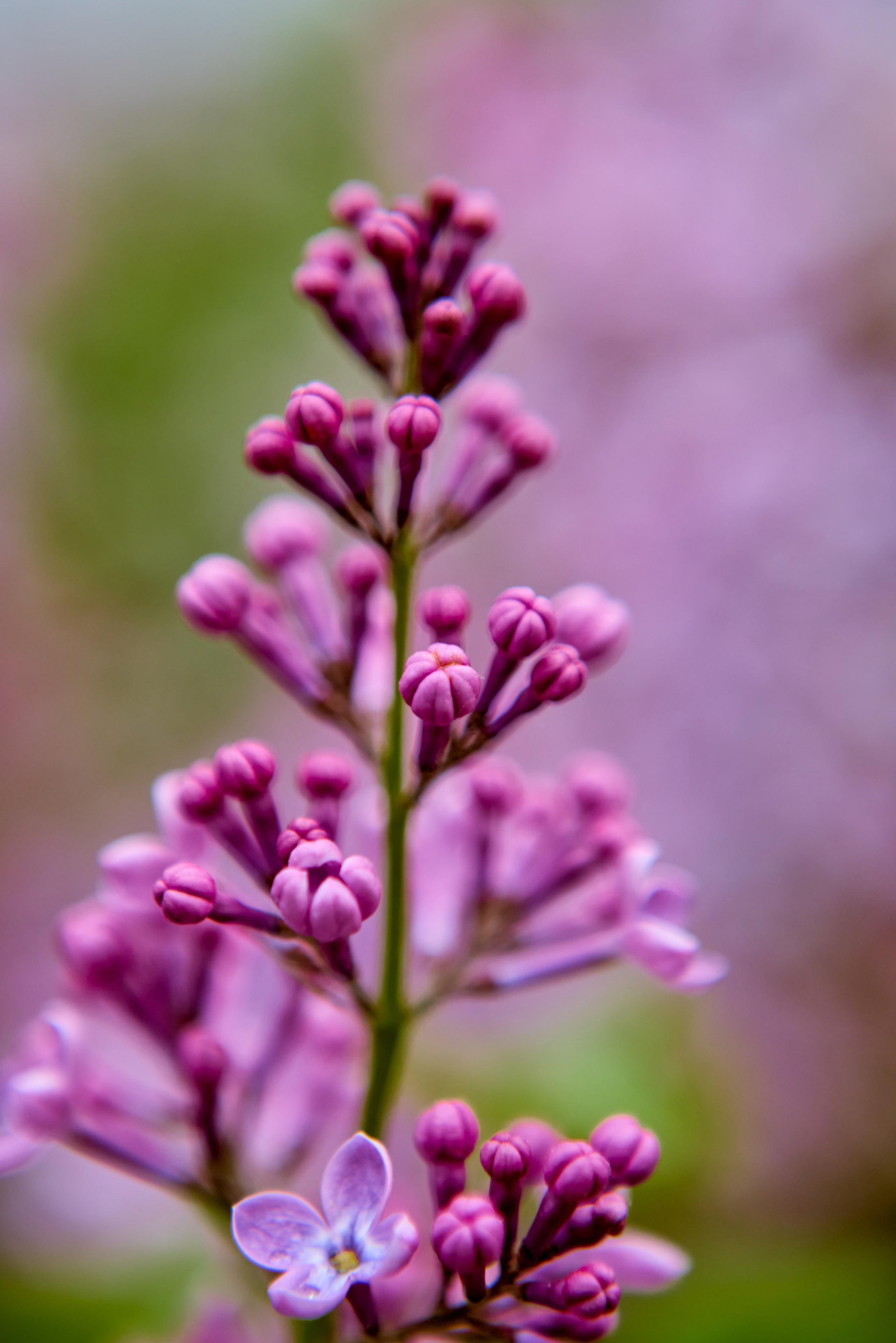 Сирень - символ мира и благодати, фото Николая Голованова из Дзержинска.
