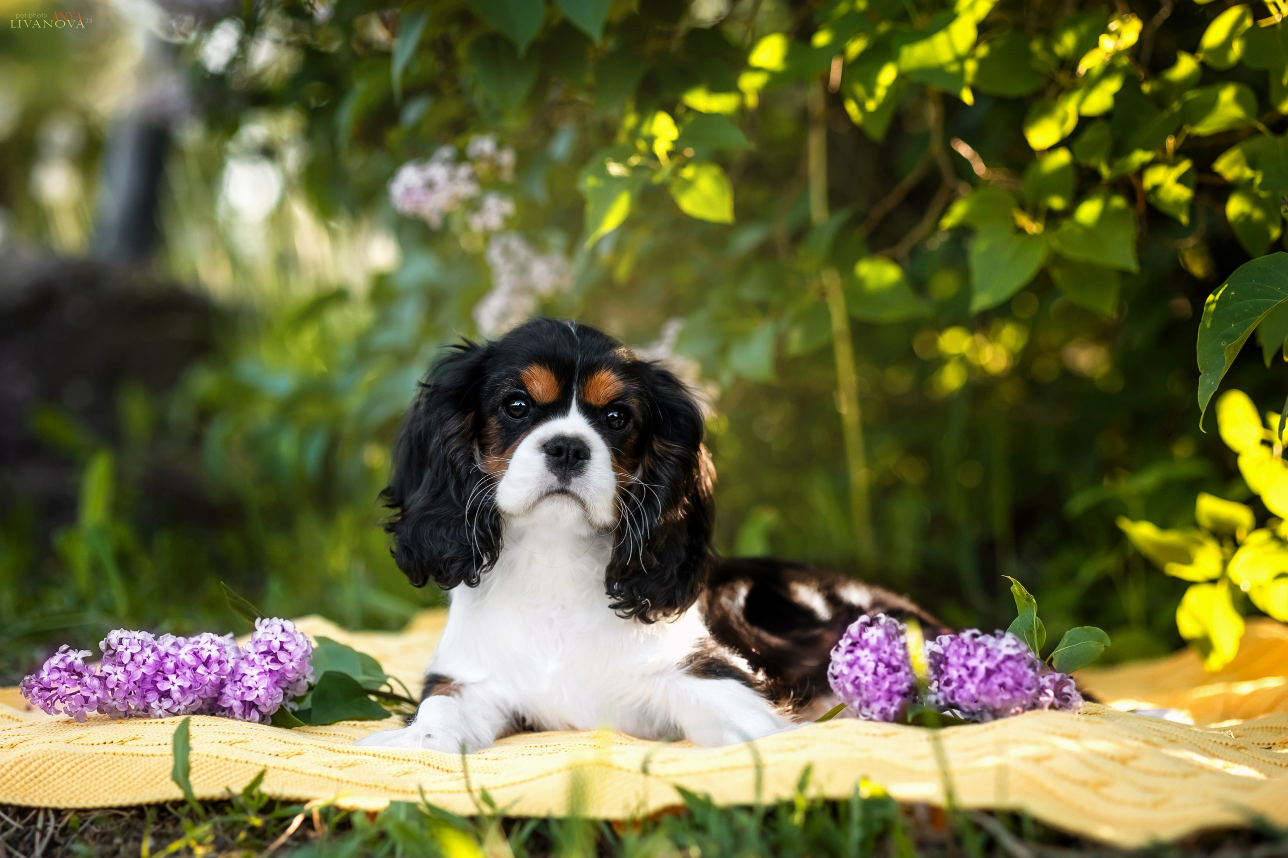 Кавалерчик. Фотограф анималист Аня Ливанова | Рыбинск