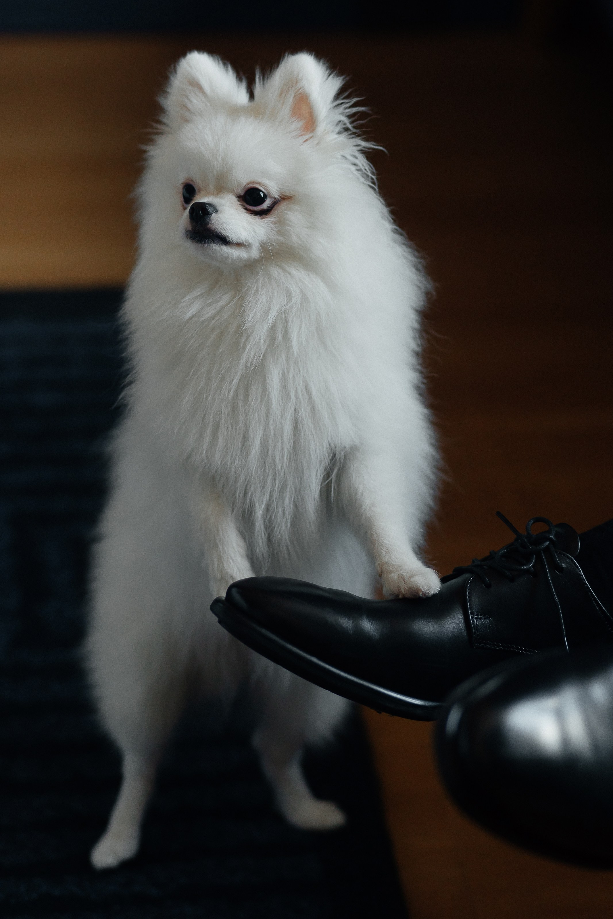 Wedding Dance. Тертычный Андрей свадебный фотограф
