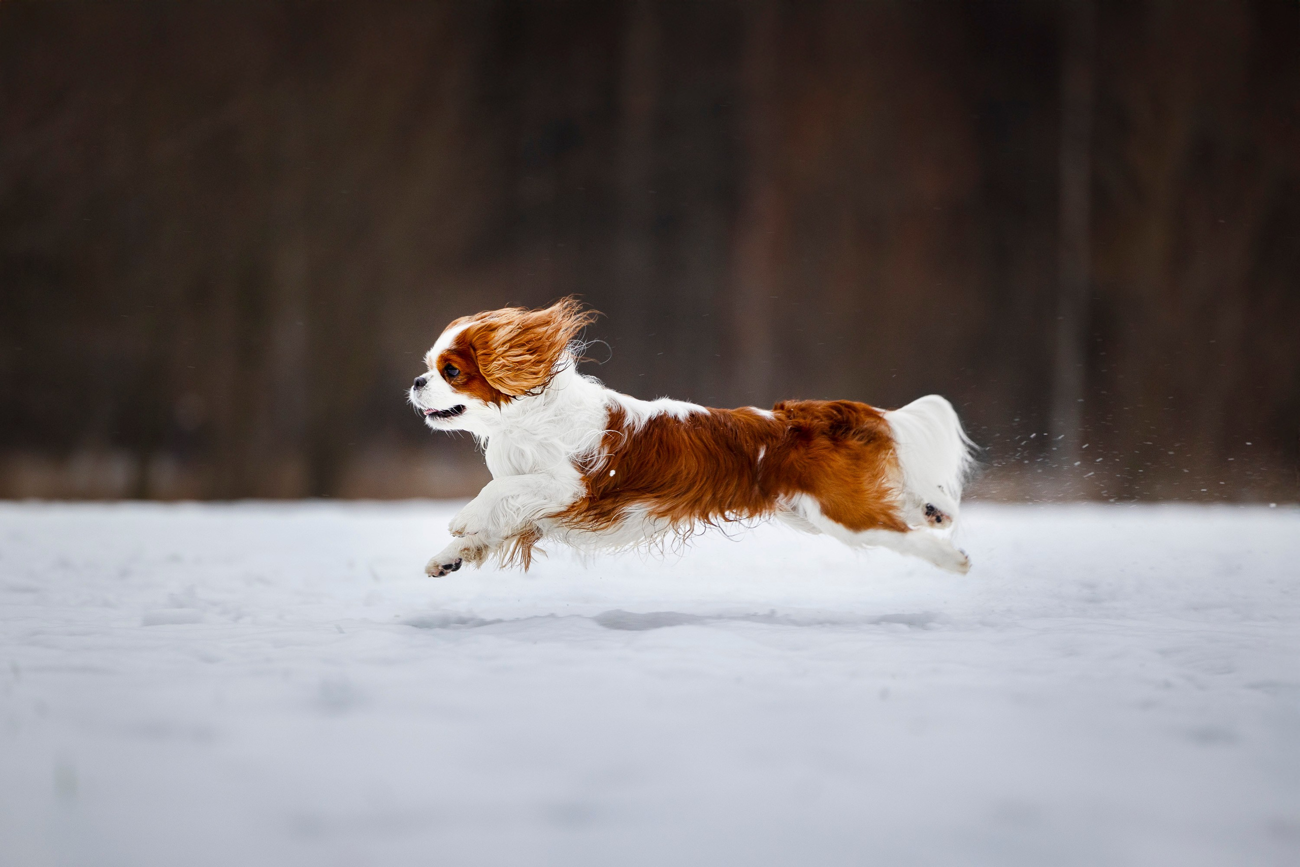 Кавалер Кинг Чарльз Спаниель и Людмила. Фотограф анималист, семейный фотограф, фотограф собак Комратова Мария. г. Москва