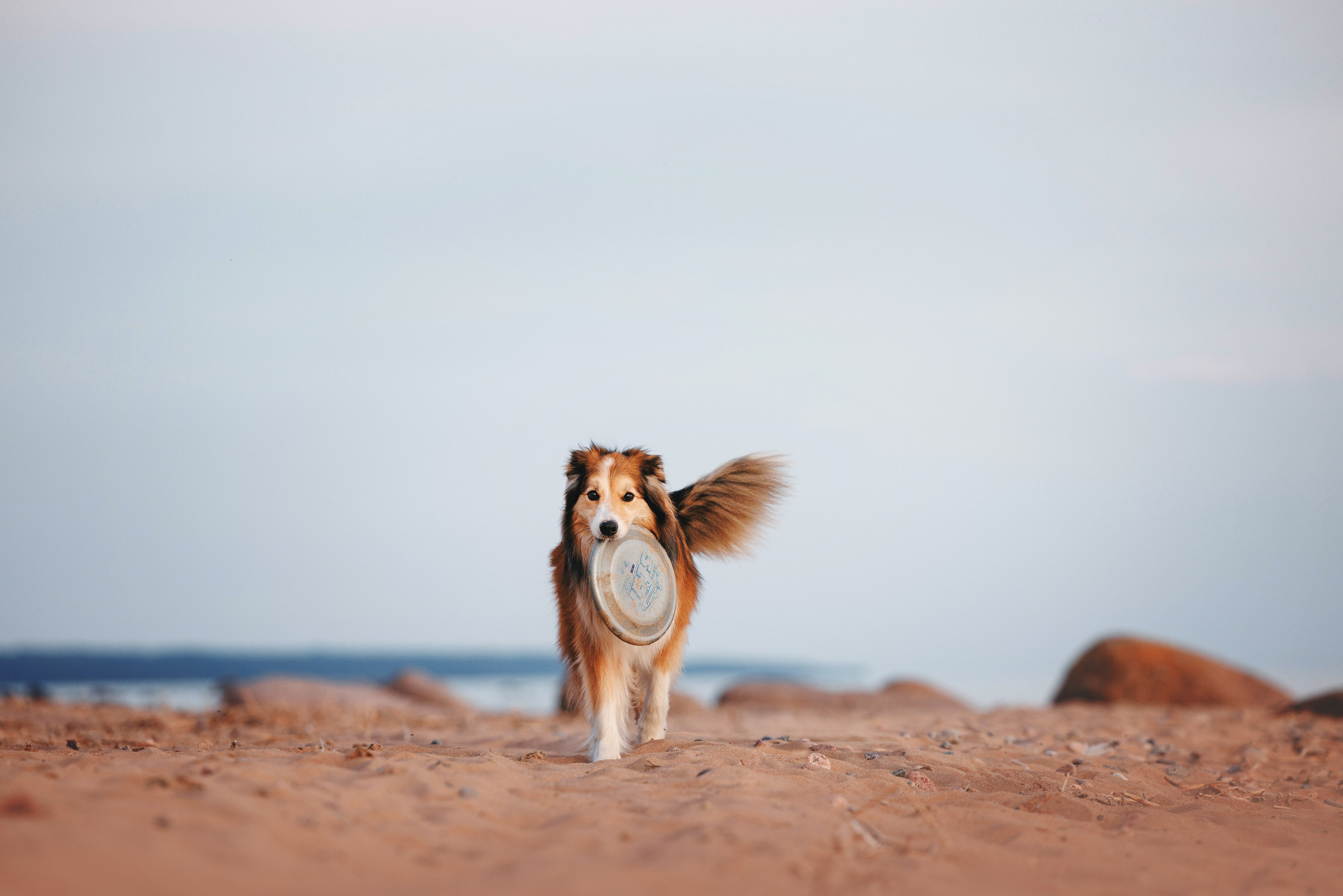 Рита, Маша и много собак. Фотограф анималист Осипчикова Мария