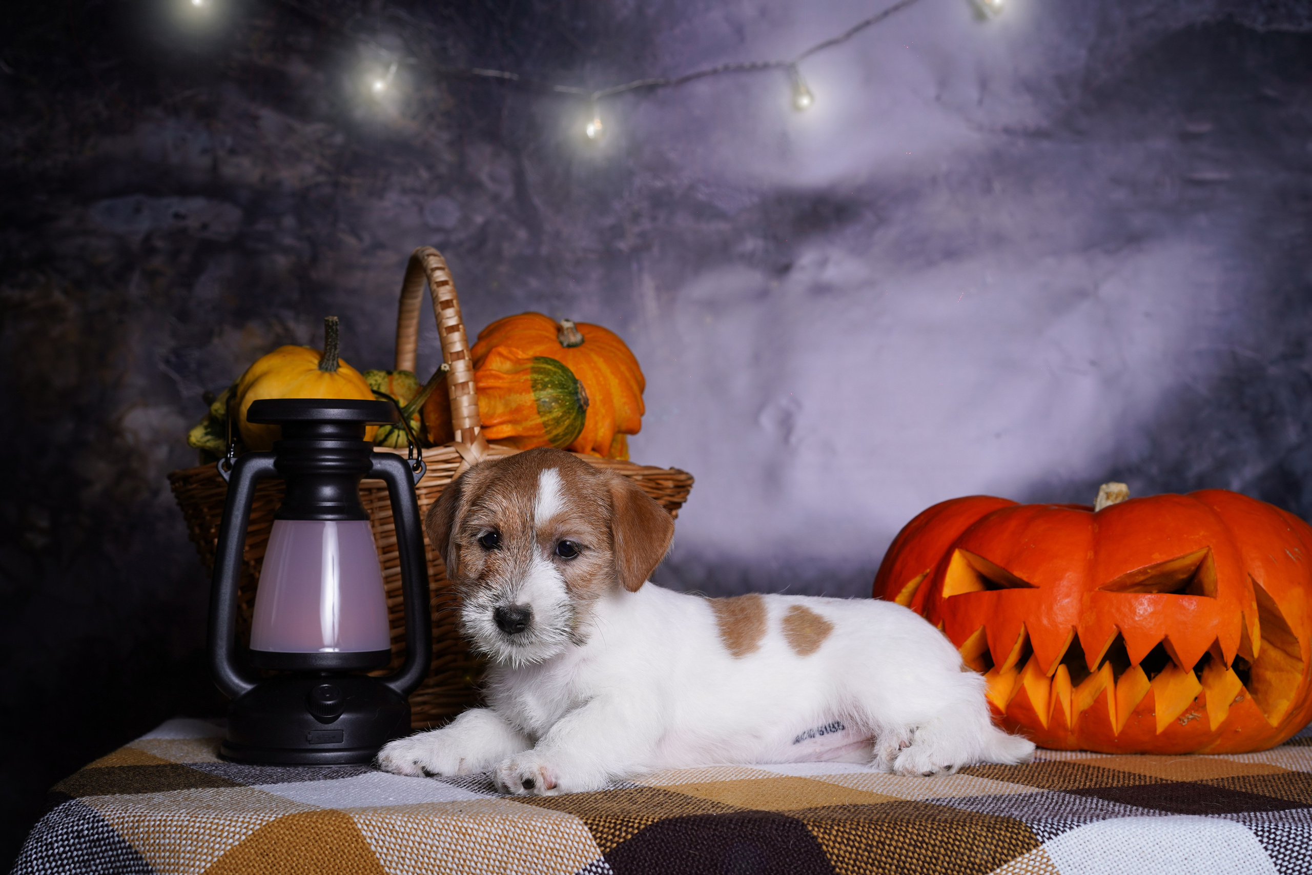 Щенки джек-рассел терьера. Фотограф-анималист в Санкт-Петербурге Яна Мартынова