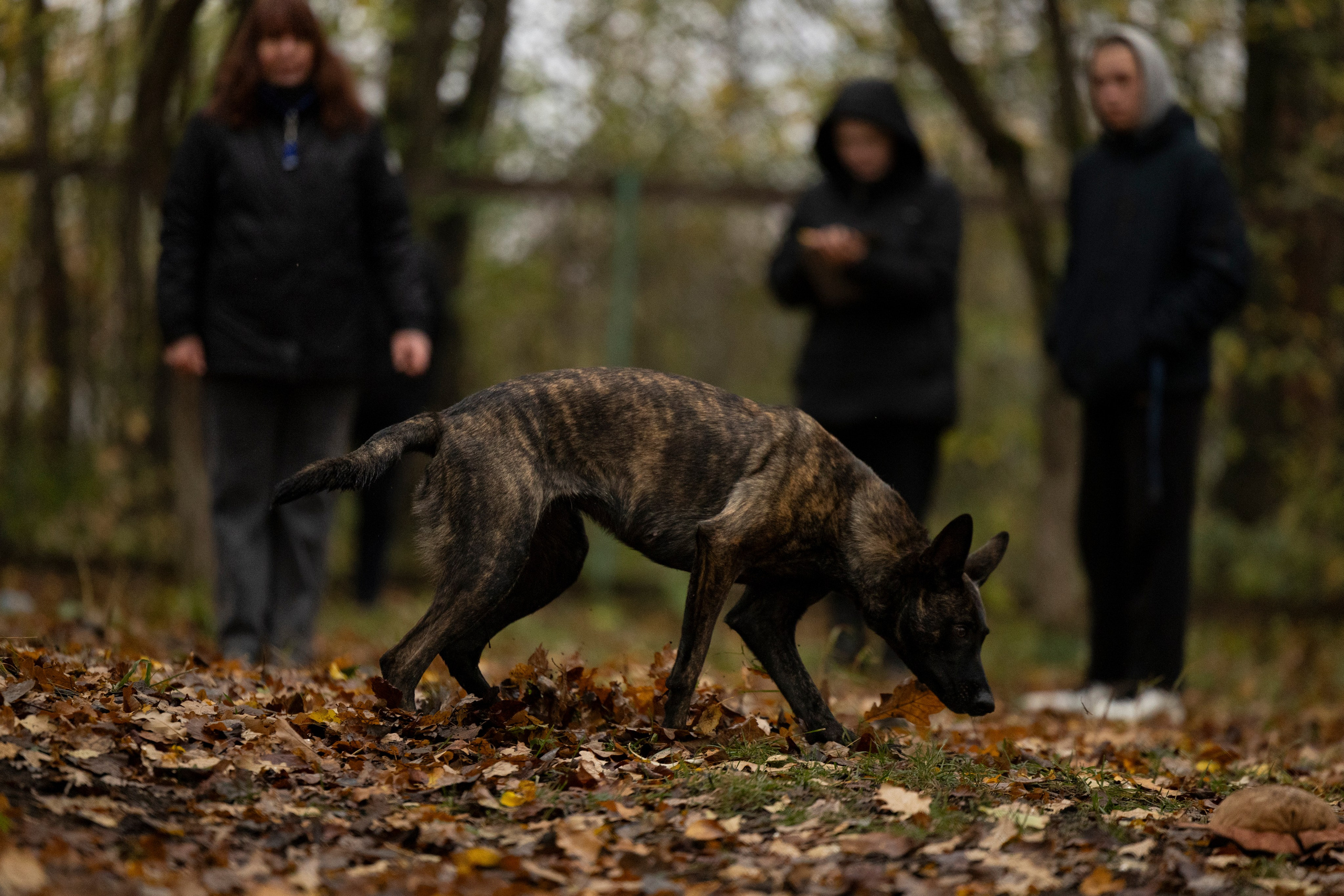 Соревнования по Мондьорингу г. Вологда. Фотограф-анималист Анна Маринич