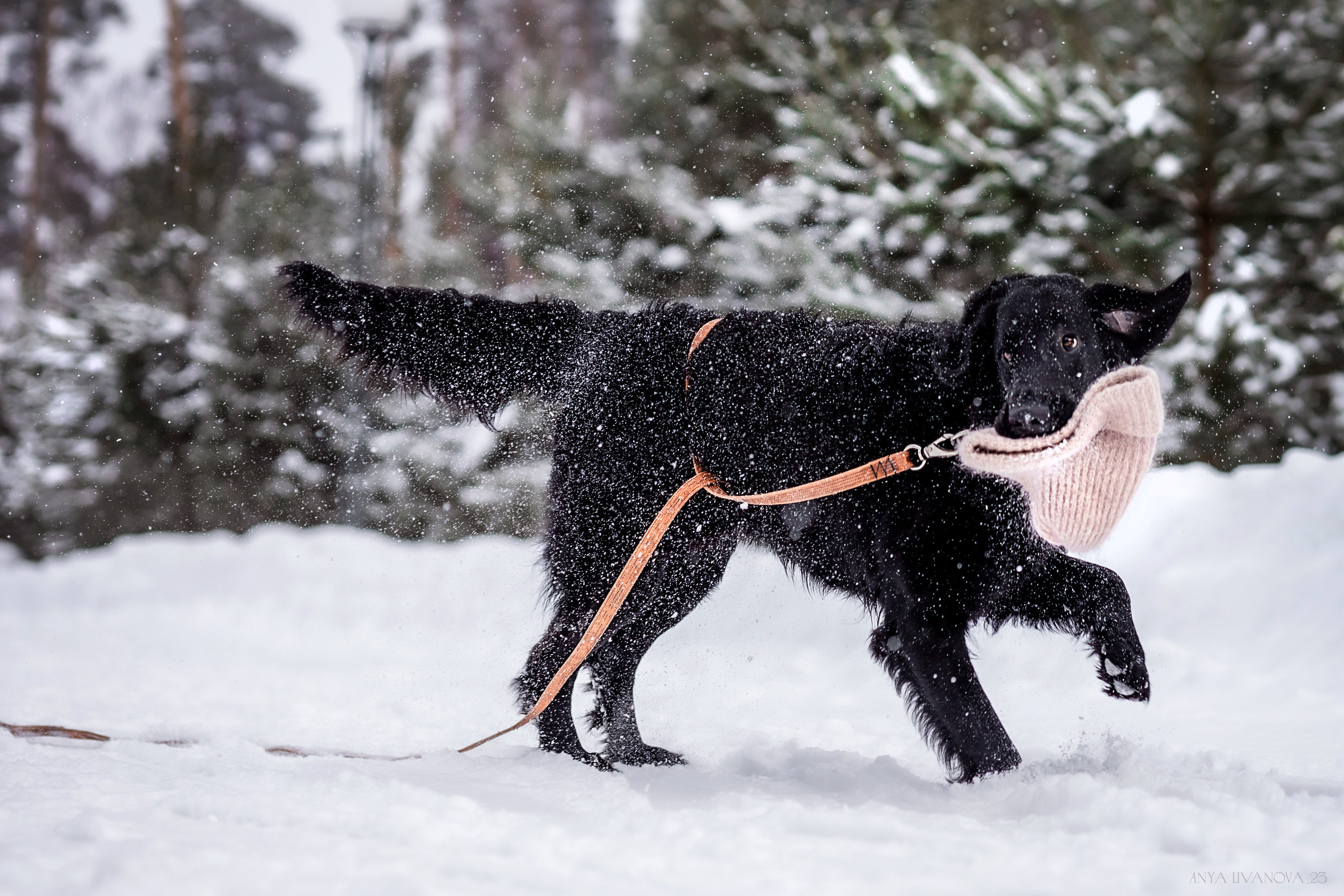 Катя — Вера и Купер. Фотограф анималист Аня Ливанова | Рыбинск