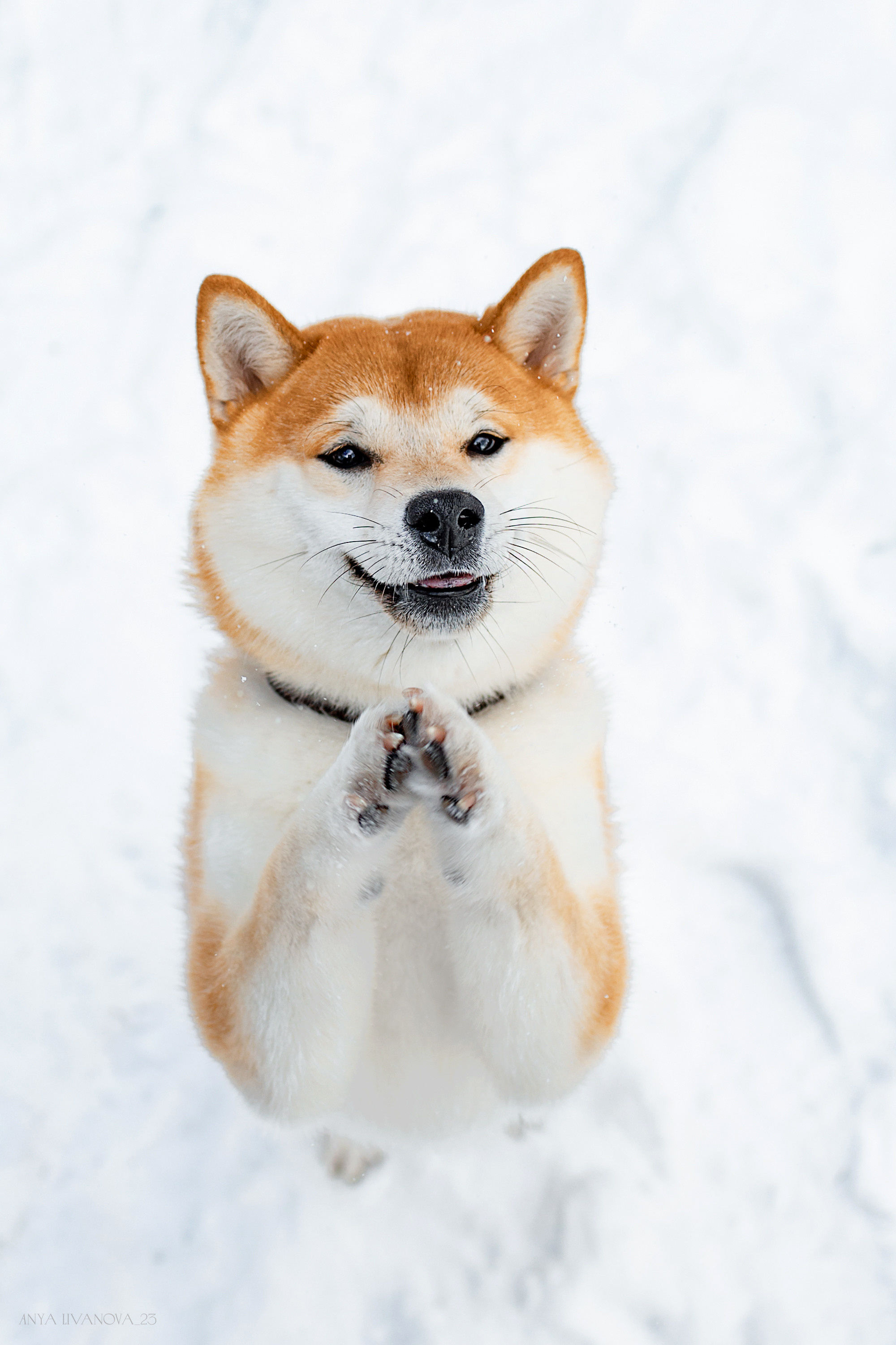 Амелия и Харди. Фотограф анималист Аня Ливанова | Рыбинск