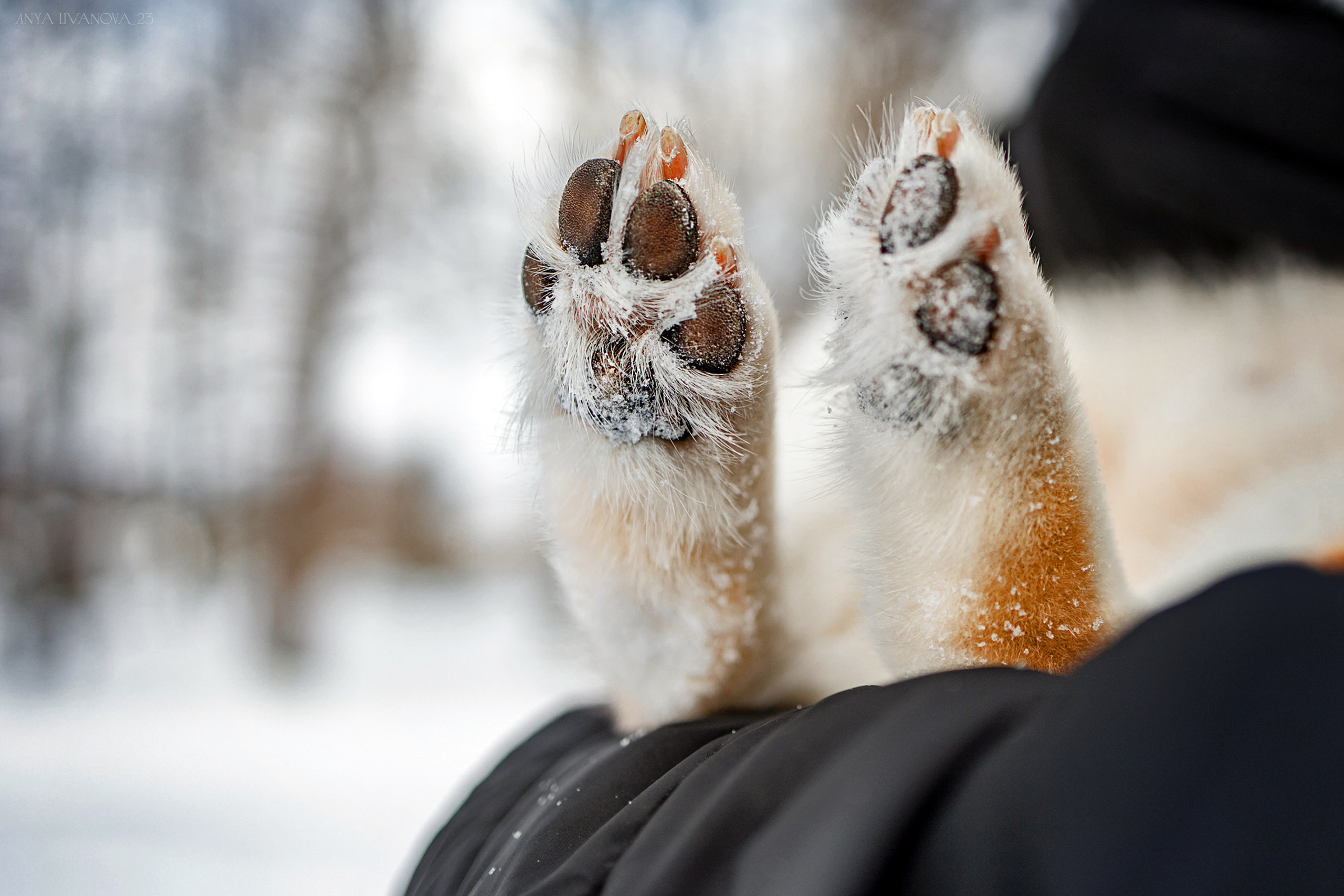 Амелия и Харди. Фотограф анималист Аня Ливанова | Рыбинск