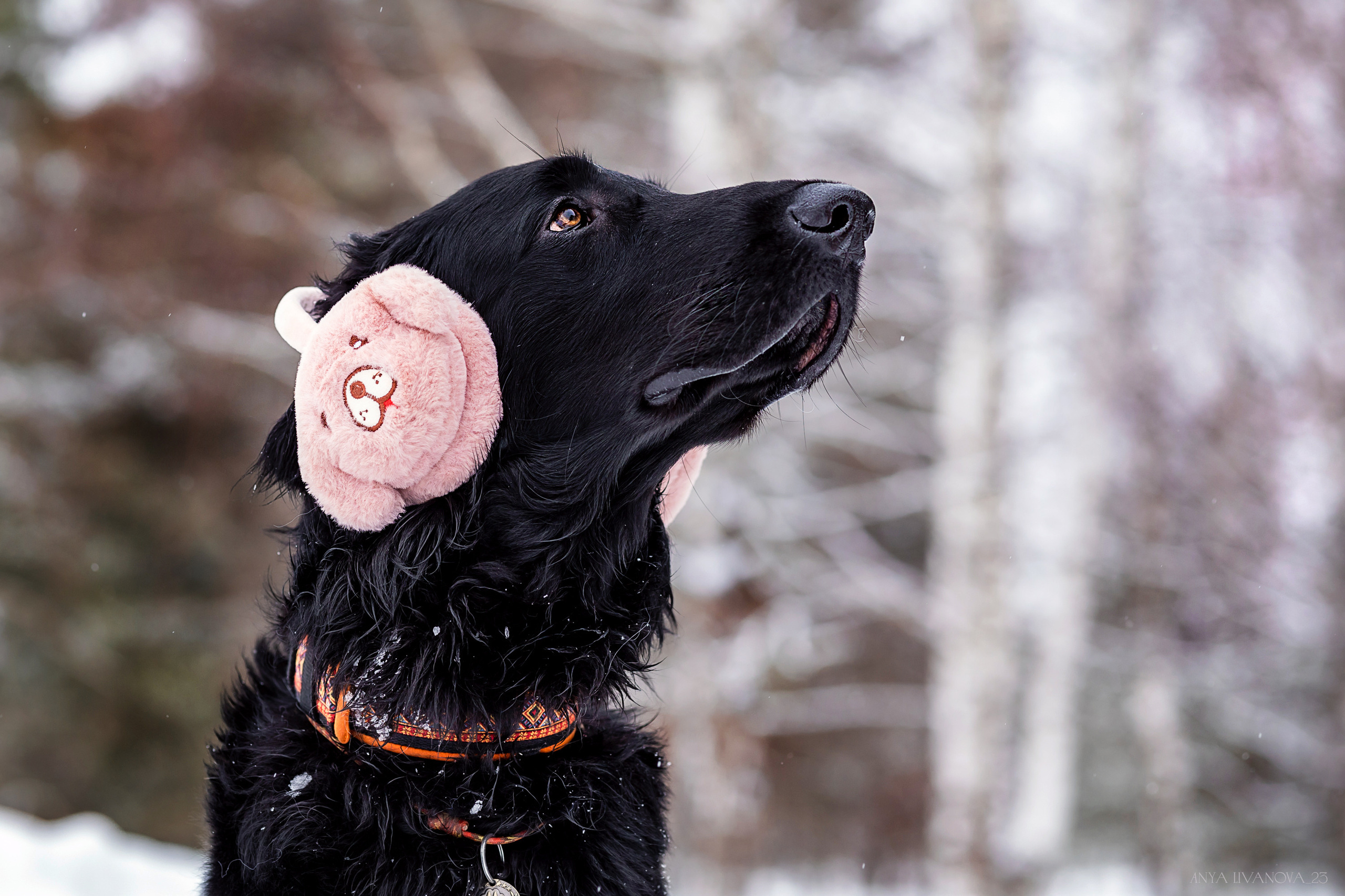 Катя — Вера и Купер. Фотограф анималист Аня Ливанова | Рыбинск