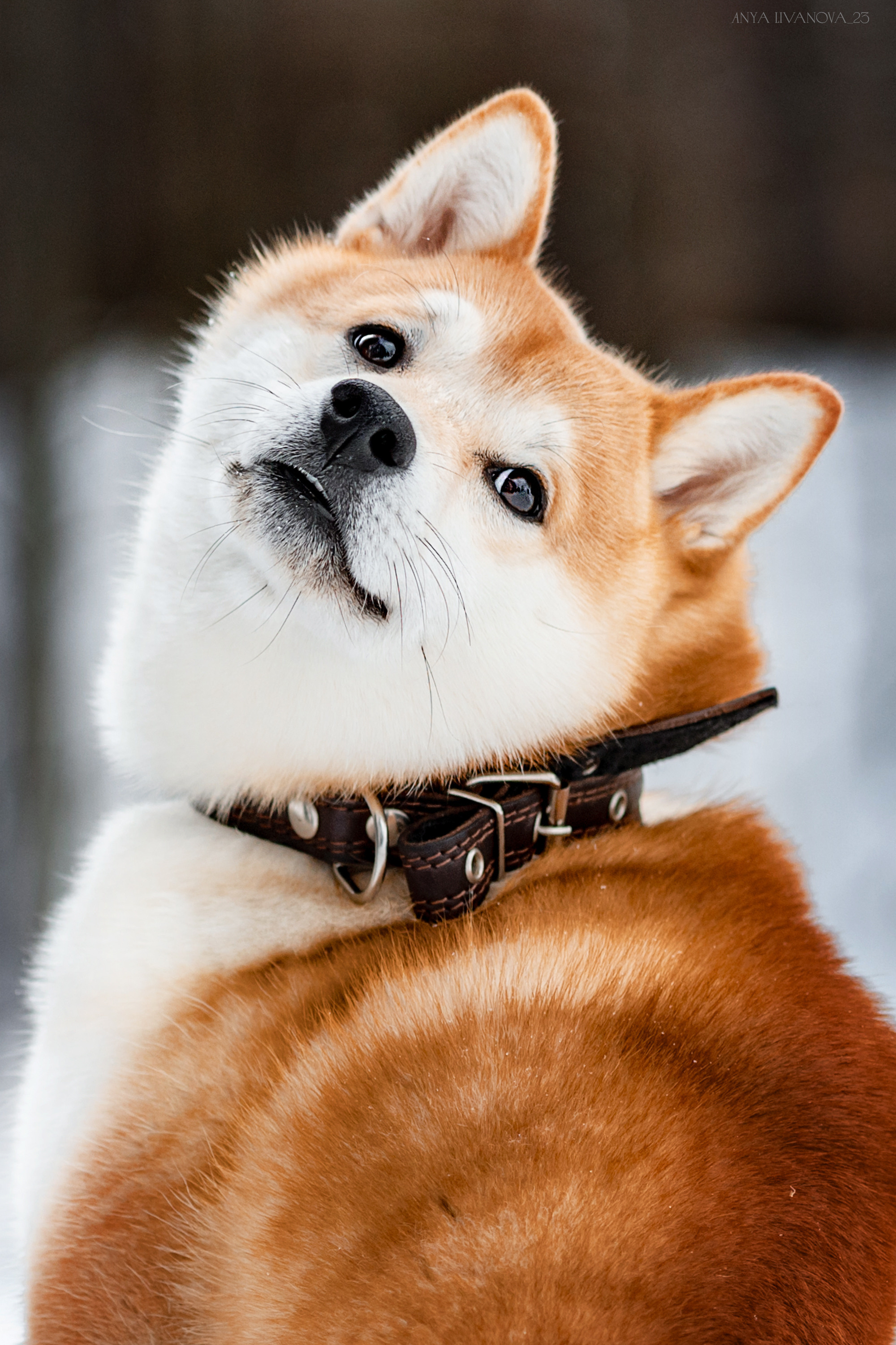 Амелия и Харди. Фотограф анималист Аня Ливанова | Рыбинск