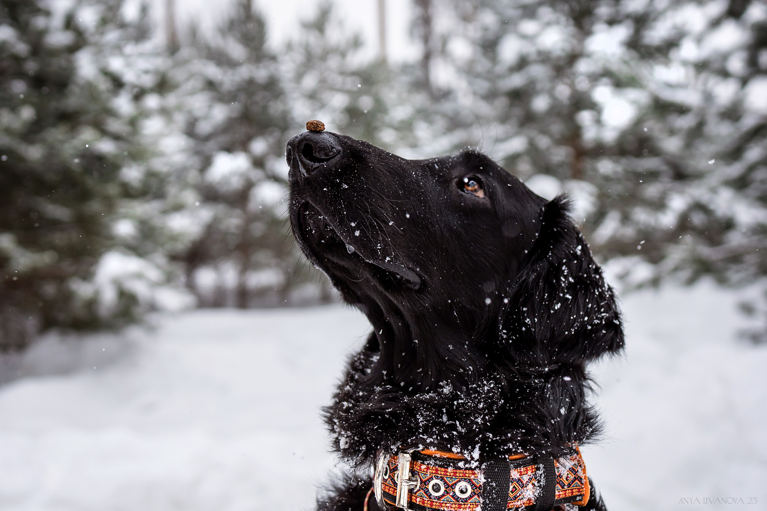 Катя — Вера и Купер. Фотограф анималист Аня Ливанова | Рыбинск