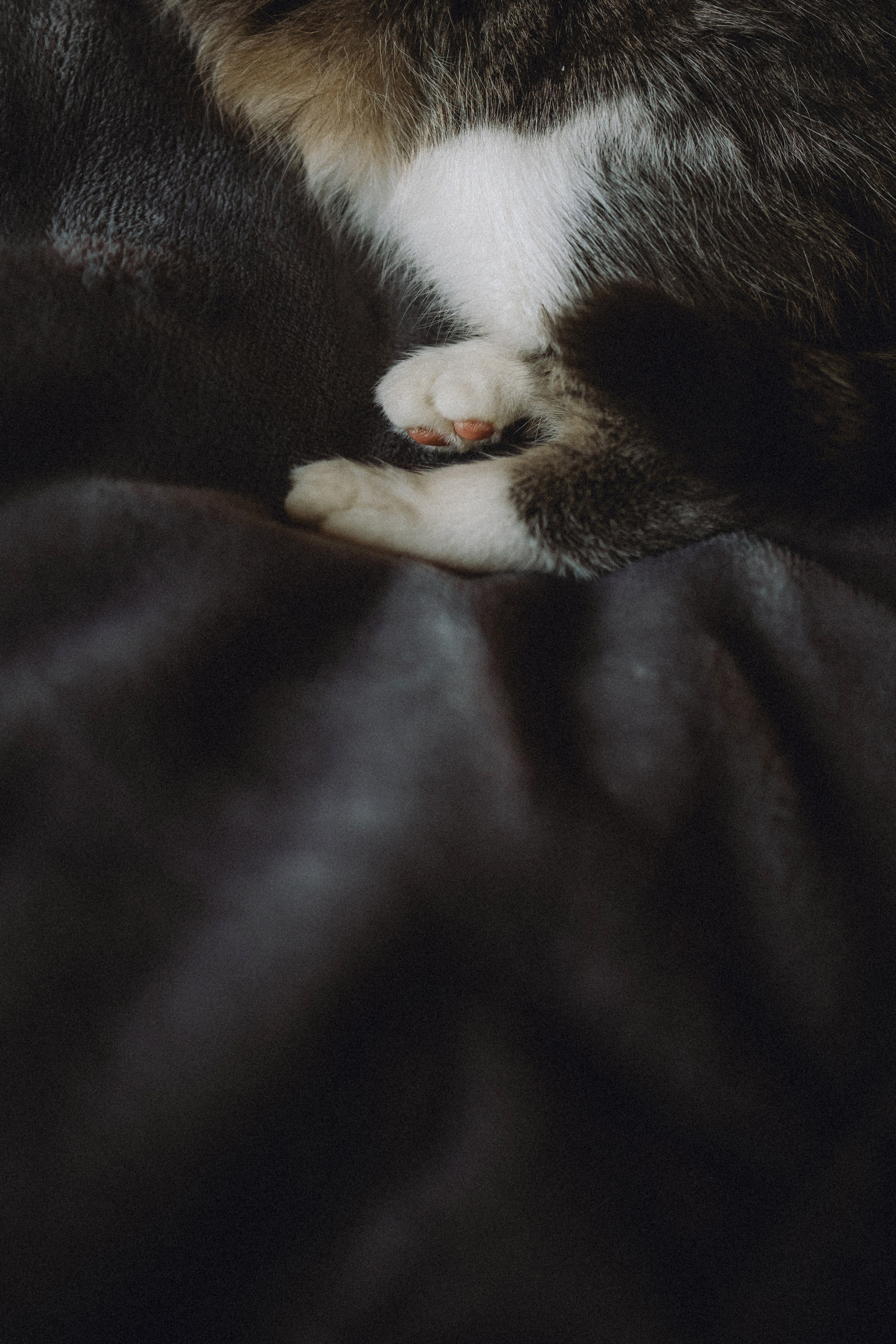 Леброн, Муся и их семья