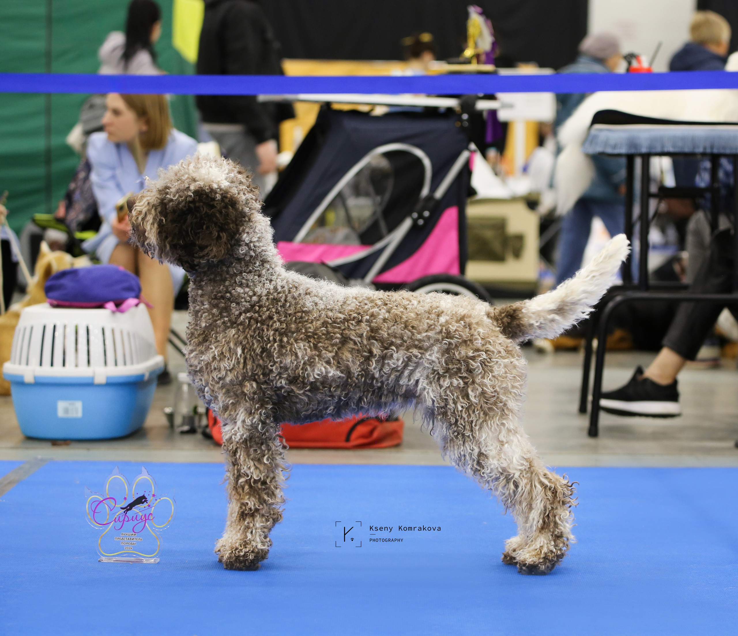 Съемка собак. Анималистика. Репортаж. Индивидуальная съемка