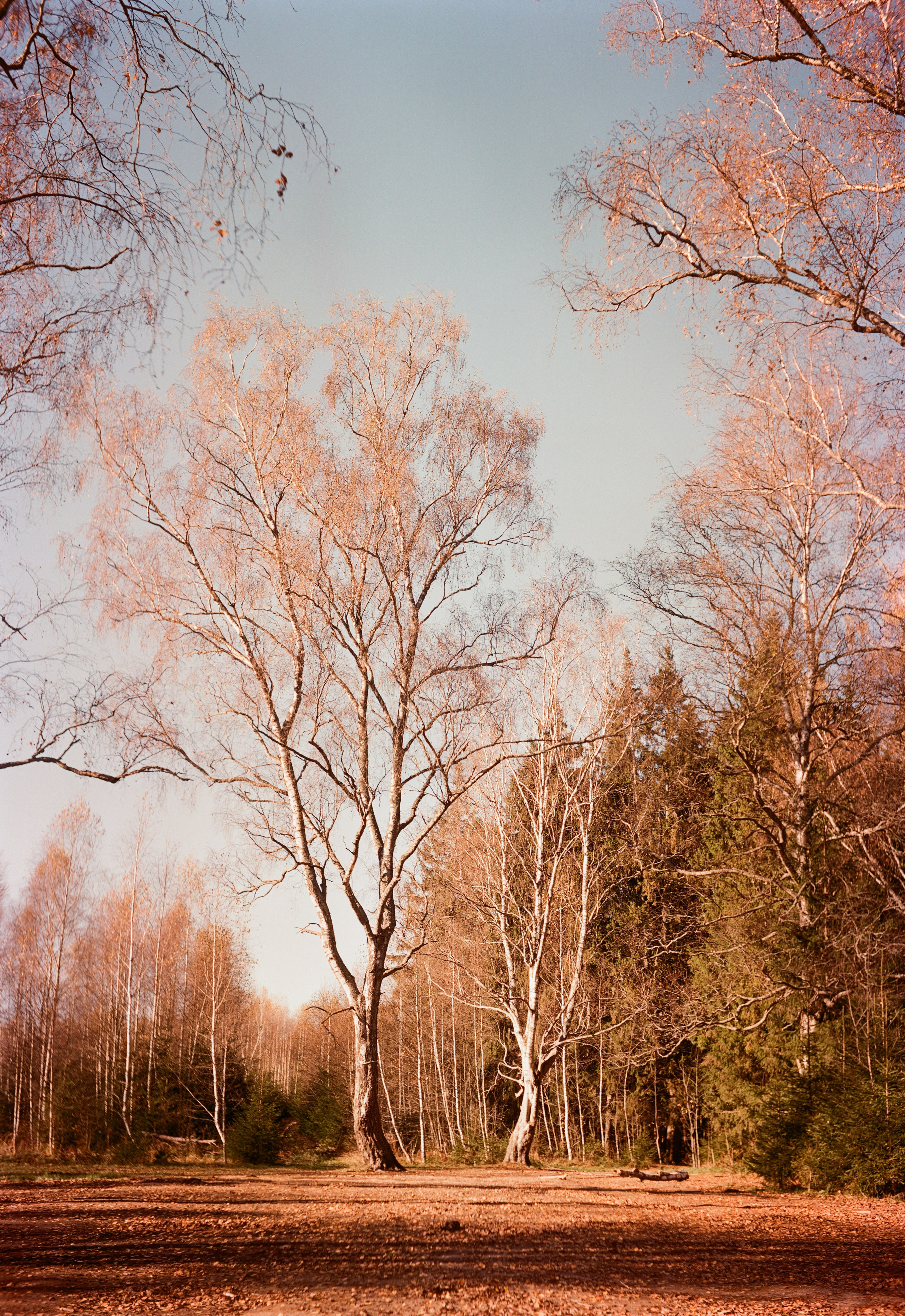 Yashica 635 / Kodak Aerocolor IV / октябрь 2024 года Лукино