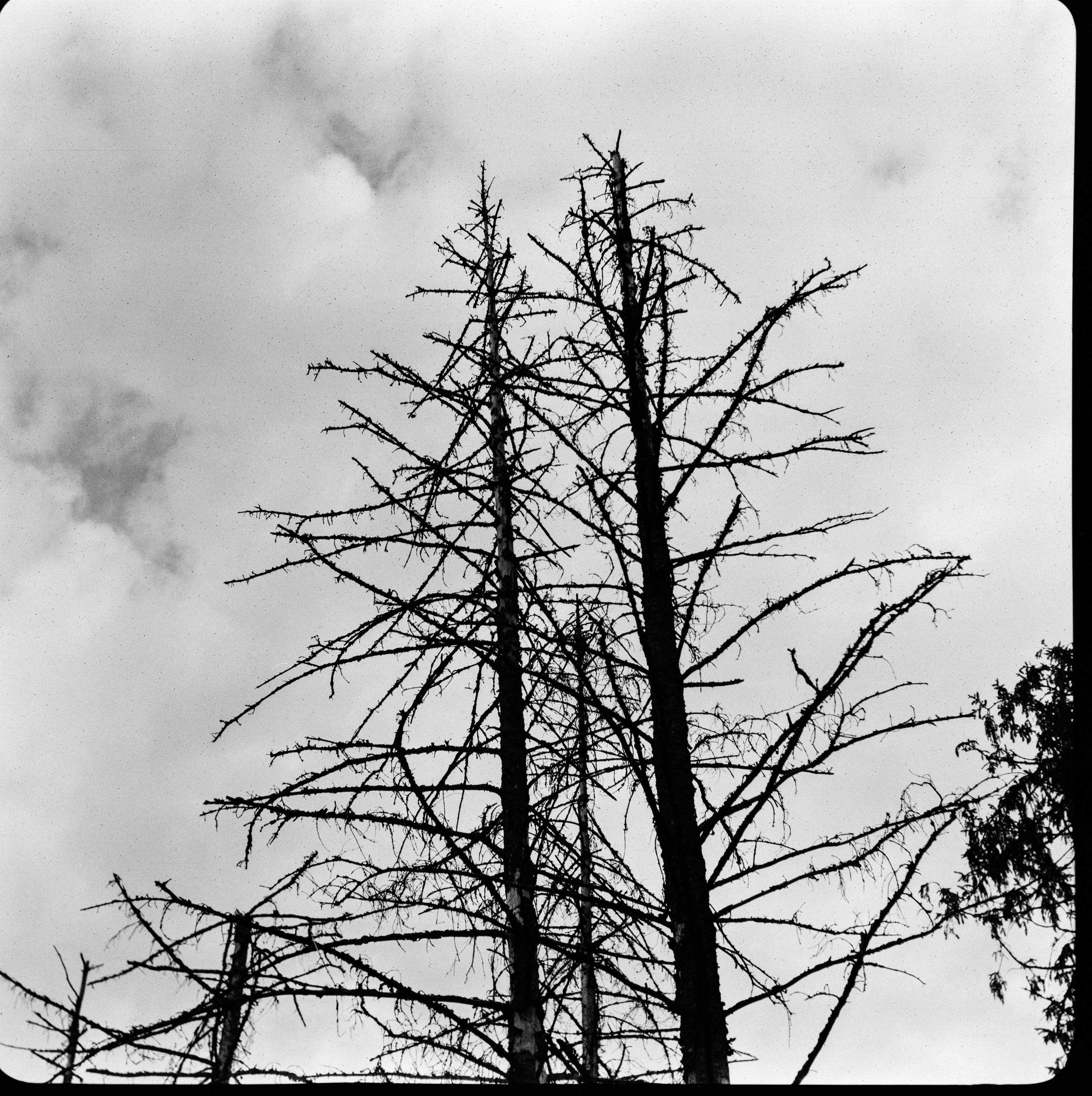 Franka Rolfix II — Rodenstock-Trinar 105mmf3.5