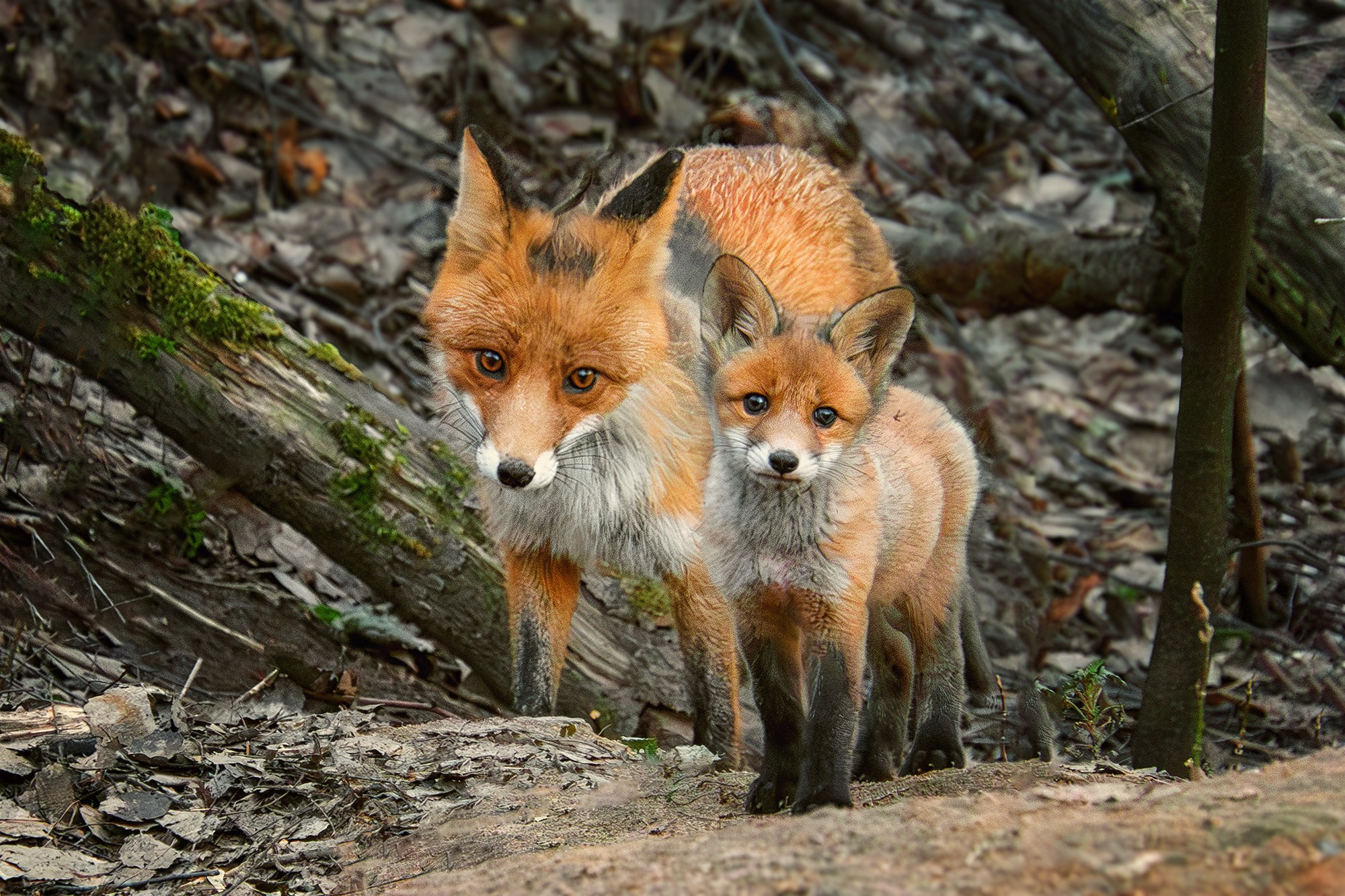 Животные. Ваш личный фотограф Марина Волкова