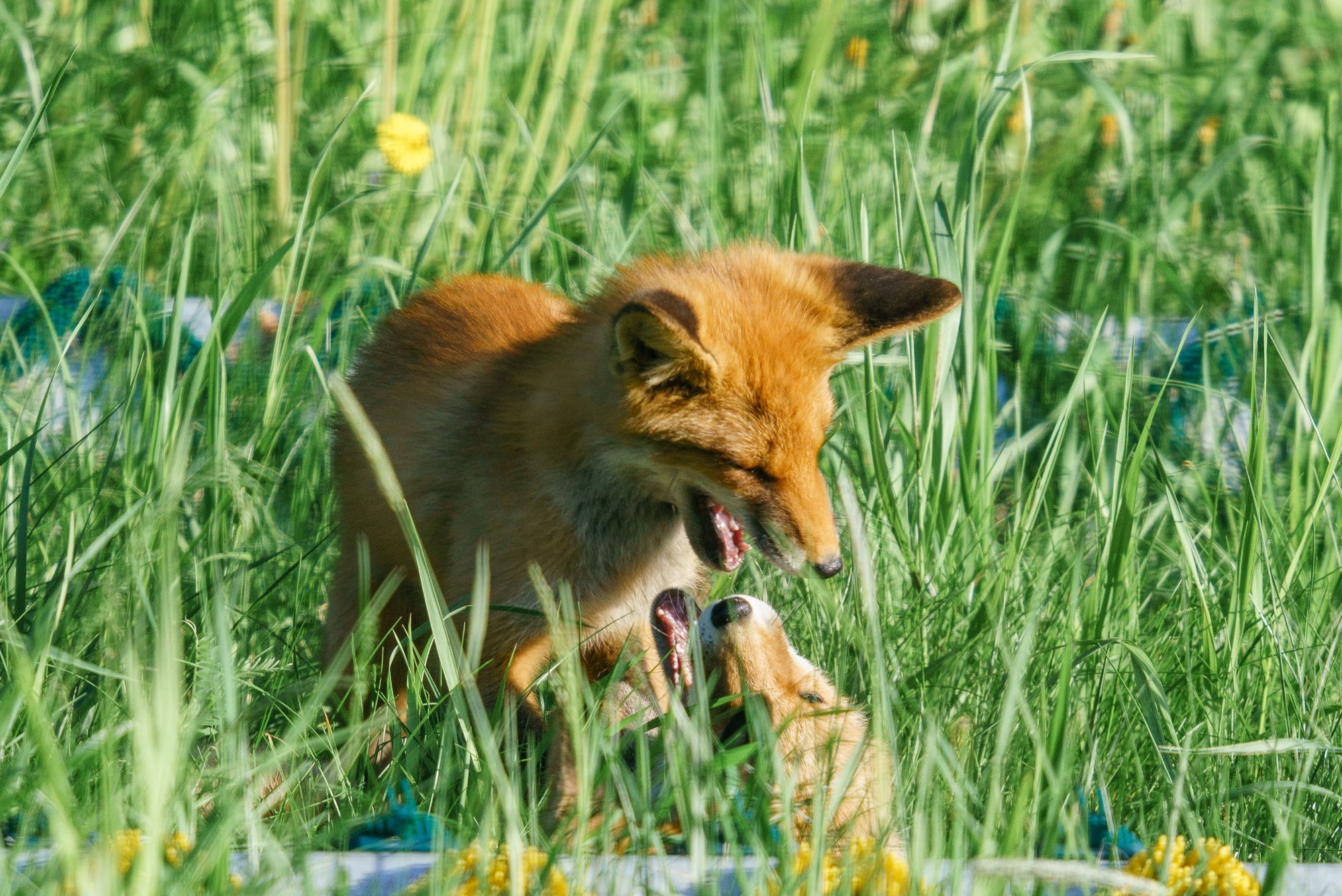 Животные. Ваш личный фотограф Марина Волкова