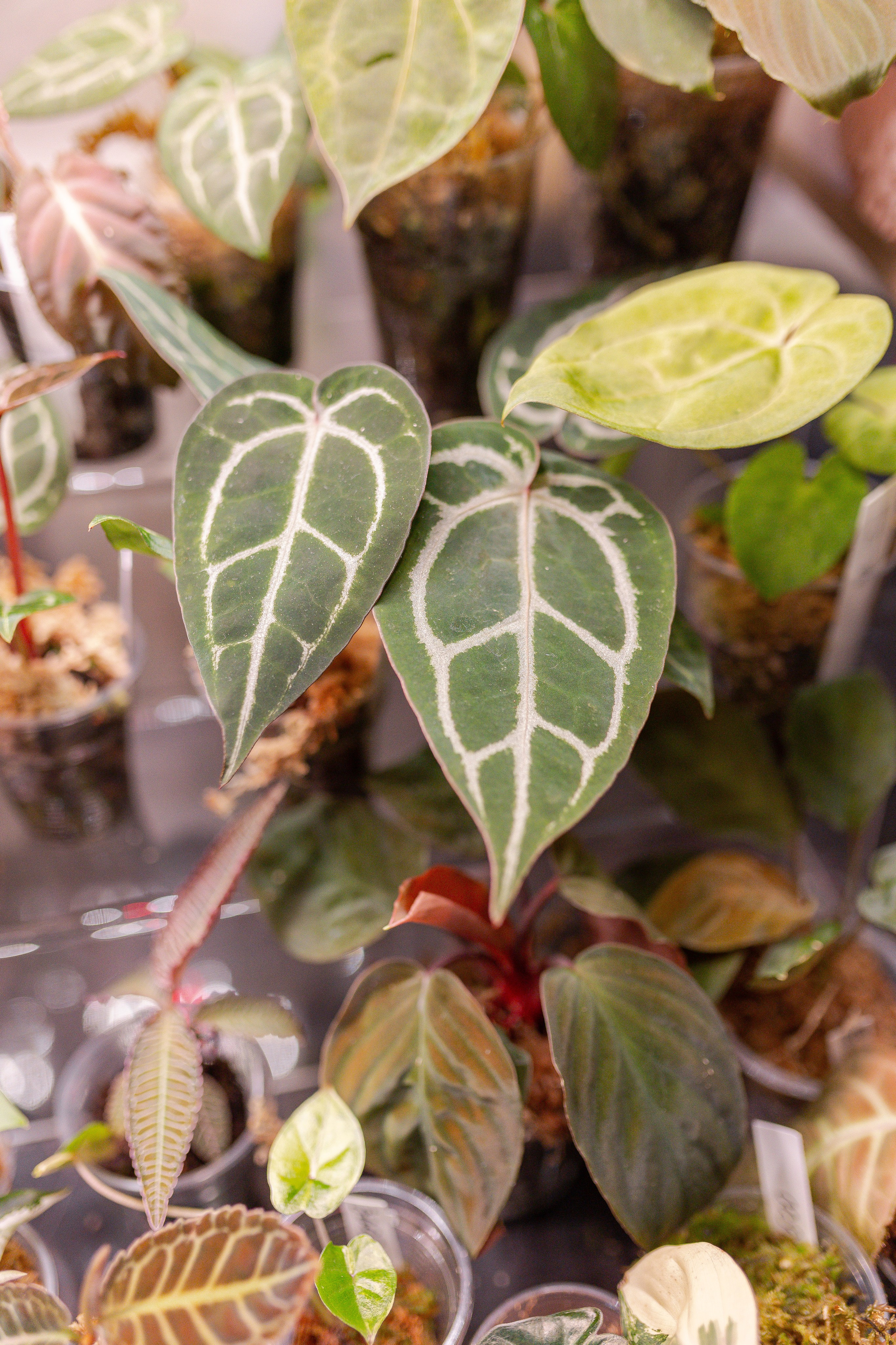 Орхидиум 12.2025. Александра Куликова фотограф, Москва