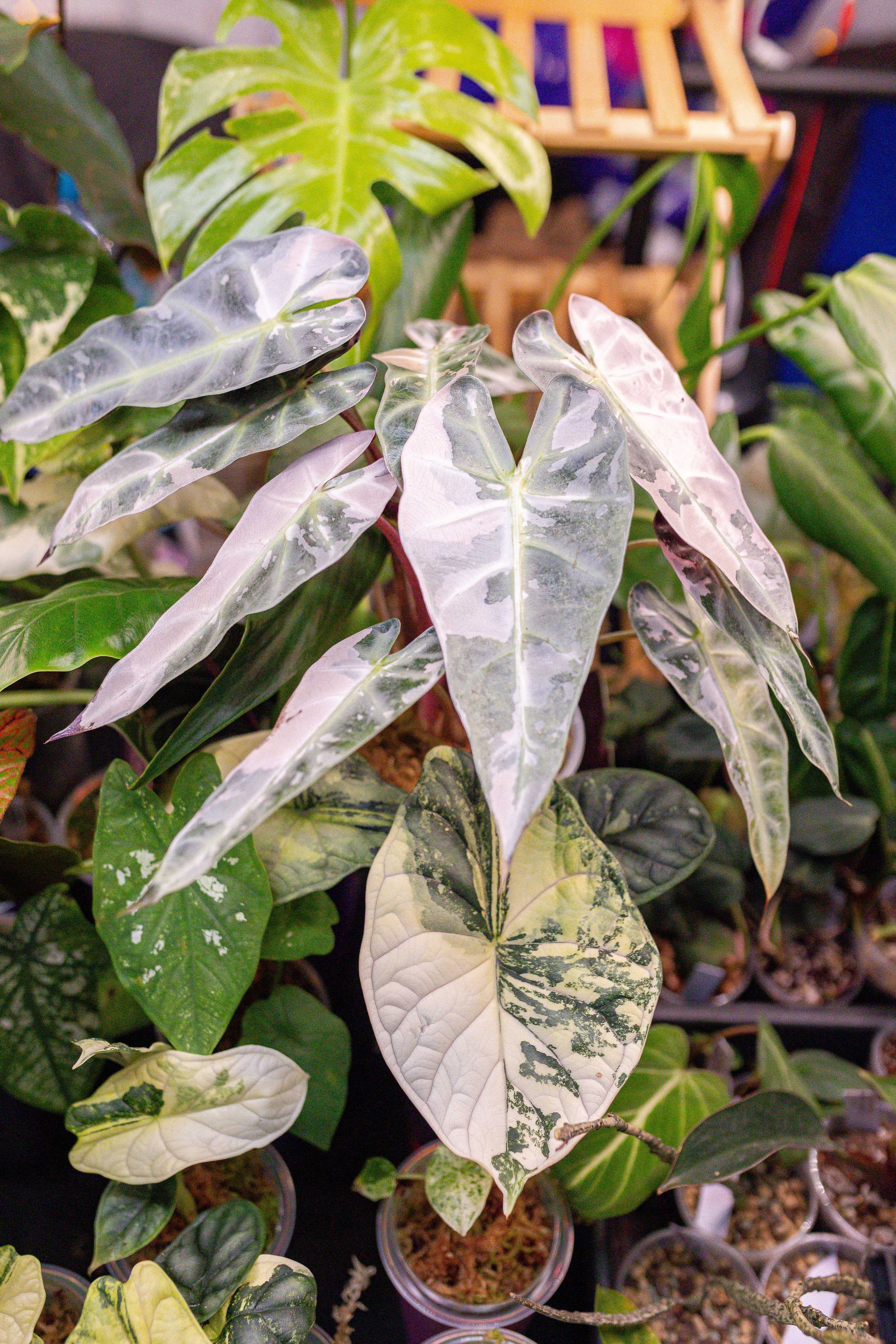 Орхидиум 12.2025. Александра Куликова фотограф, Москва