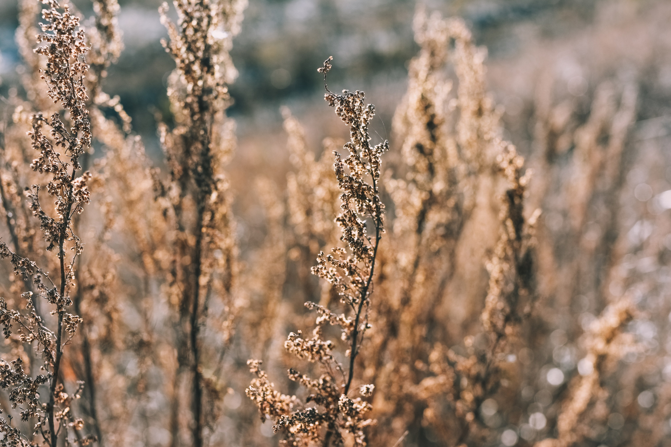 Прогулка златы