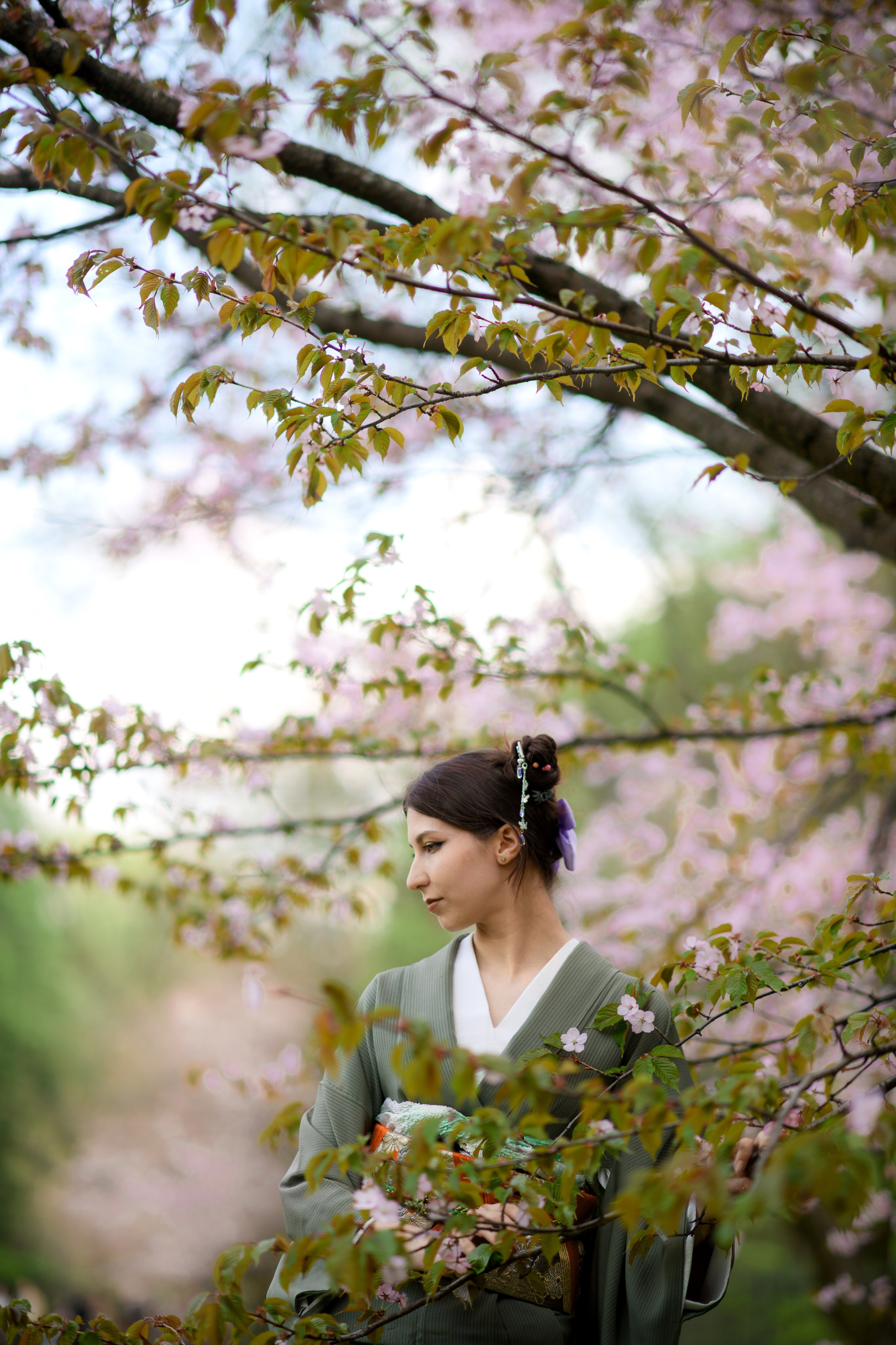 Любование цветением сакуры в Японском саду. Главная