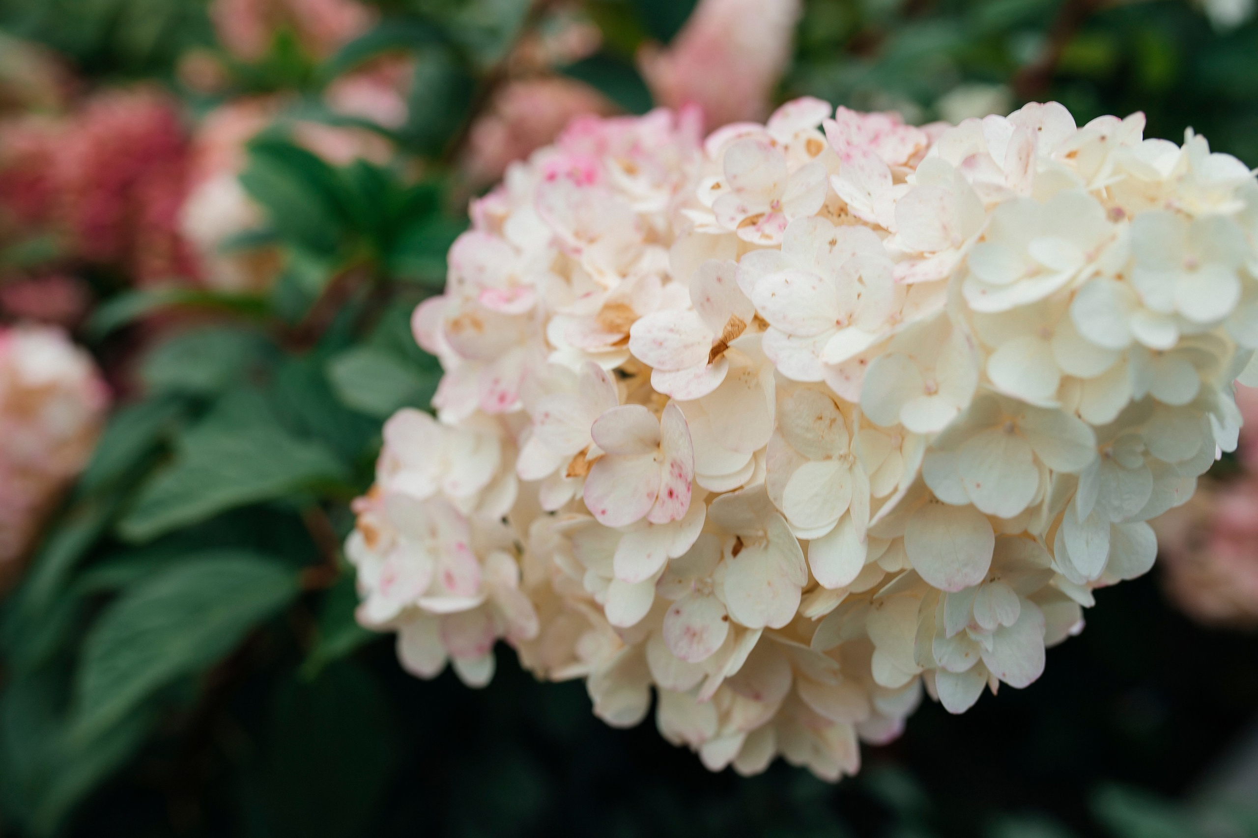 Природа. Команда фотографов Кристины Ивановой