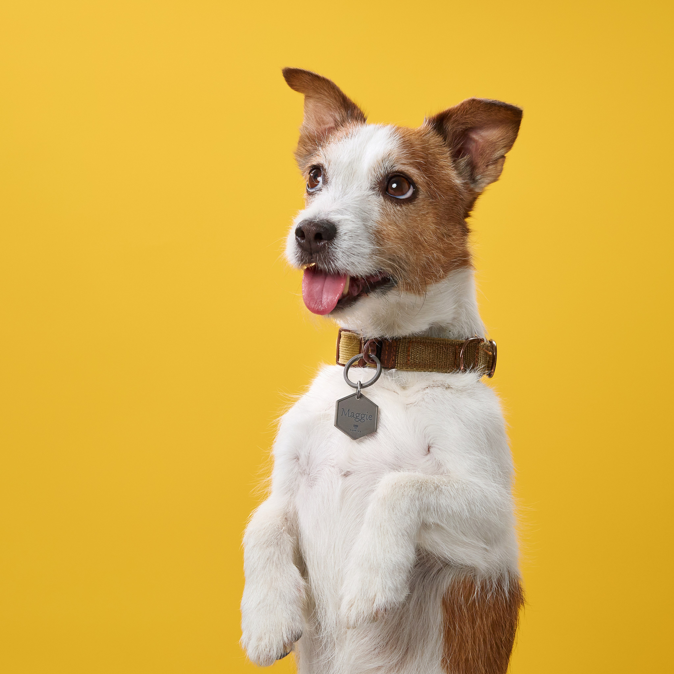 Advertising shooting with animals. Pets in advertising. Dog photographer Averianova Anna — Art photography of dogs